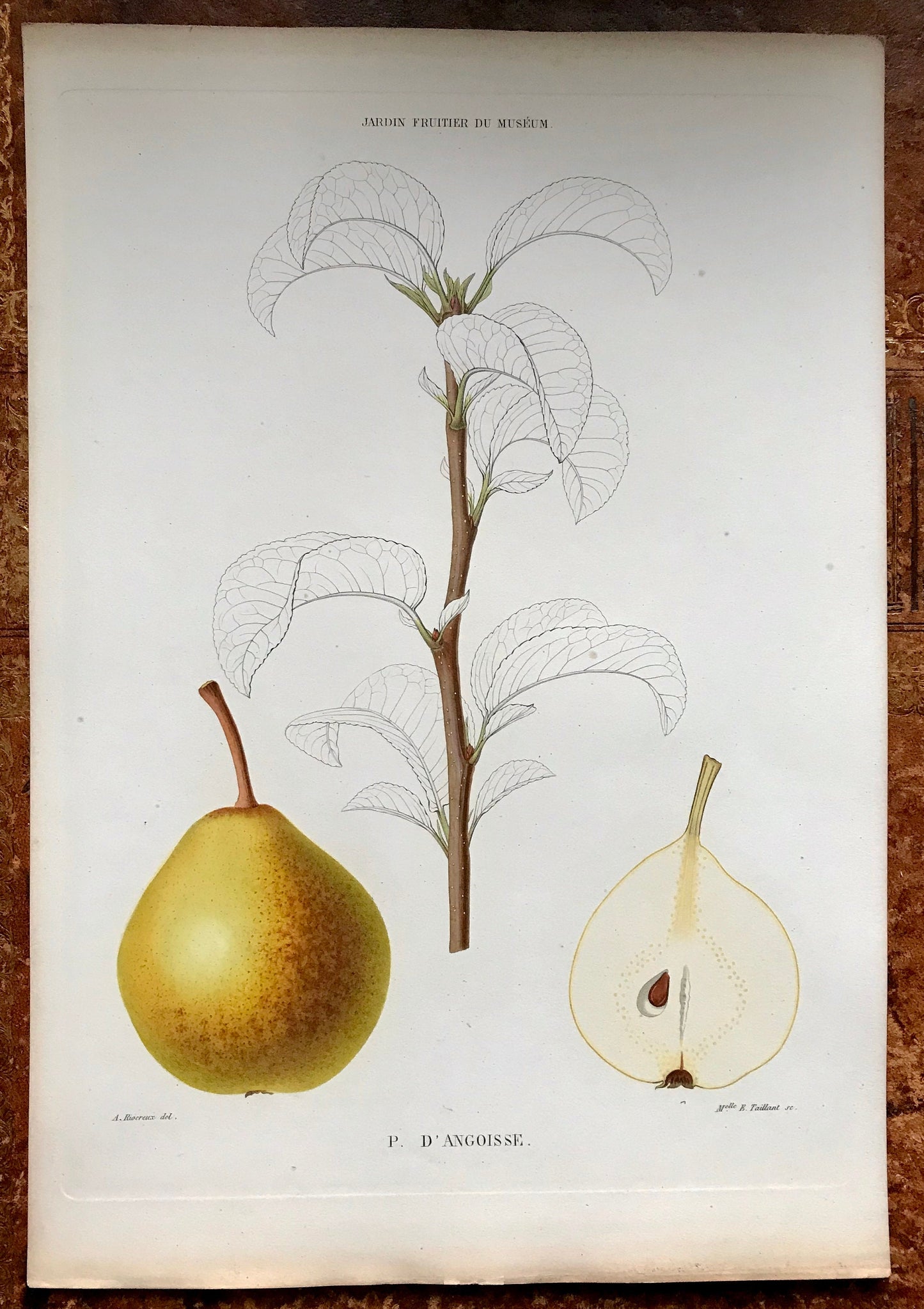 A Set of 6 Original Steel Engravings of Pears. French c. 1865. From Le Jardin Fruitier du Museum by Decaisne. 31.5 x 22.5 cms.