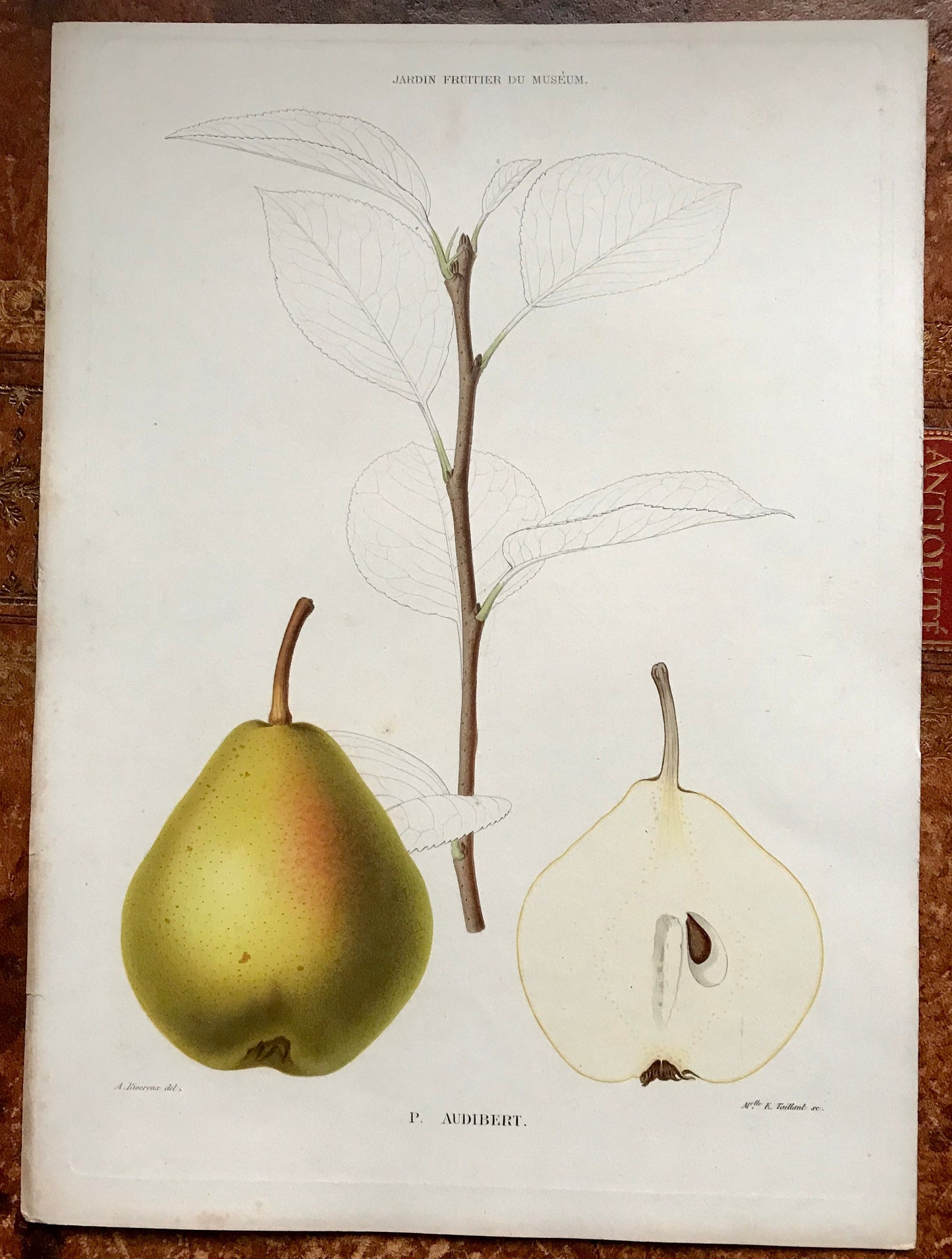 A Set of 6 Original Steel Engravings of Pears. French c. 1865. From Le Jardin Fruitier du Museum by Decaisne. 31.5 x 22.5 cms.