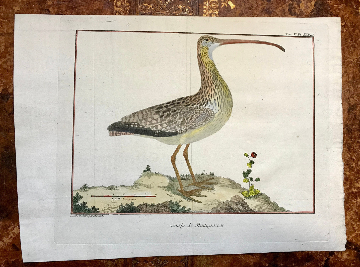 Courby de Madagascar. An Engraving of A Curlew by Francois-Nicholas Martinet. Hand coloured. 1770. Size: 25 x 34.5cms.