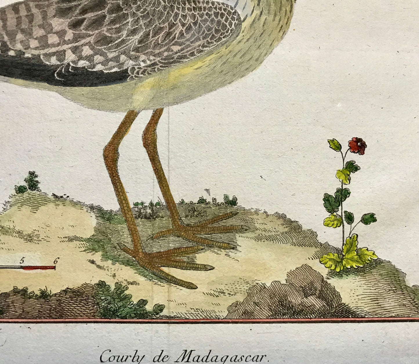 Courby de Madagascar. An Engraving of A Curlew by Francois-Nicholas Martinet. Hand coloured. 1770. Size: 25 x 34.5cms.