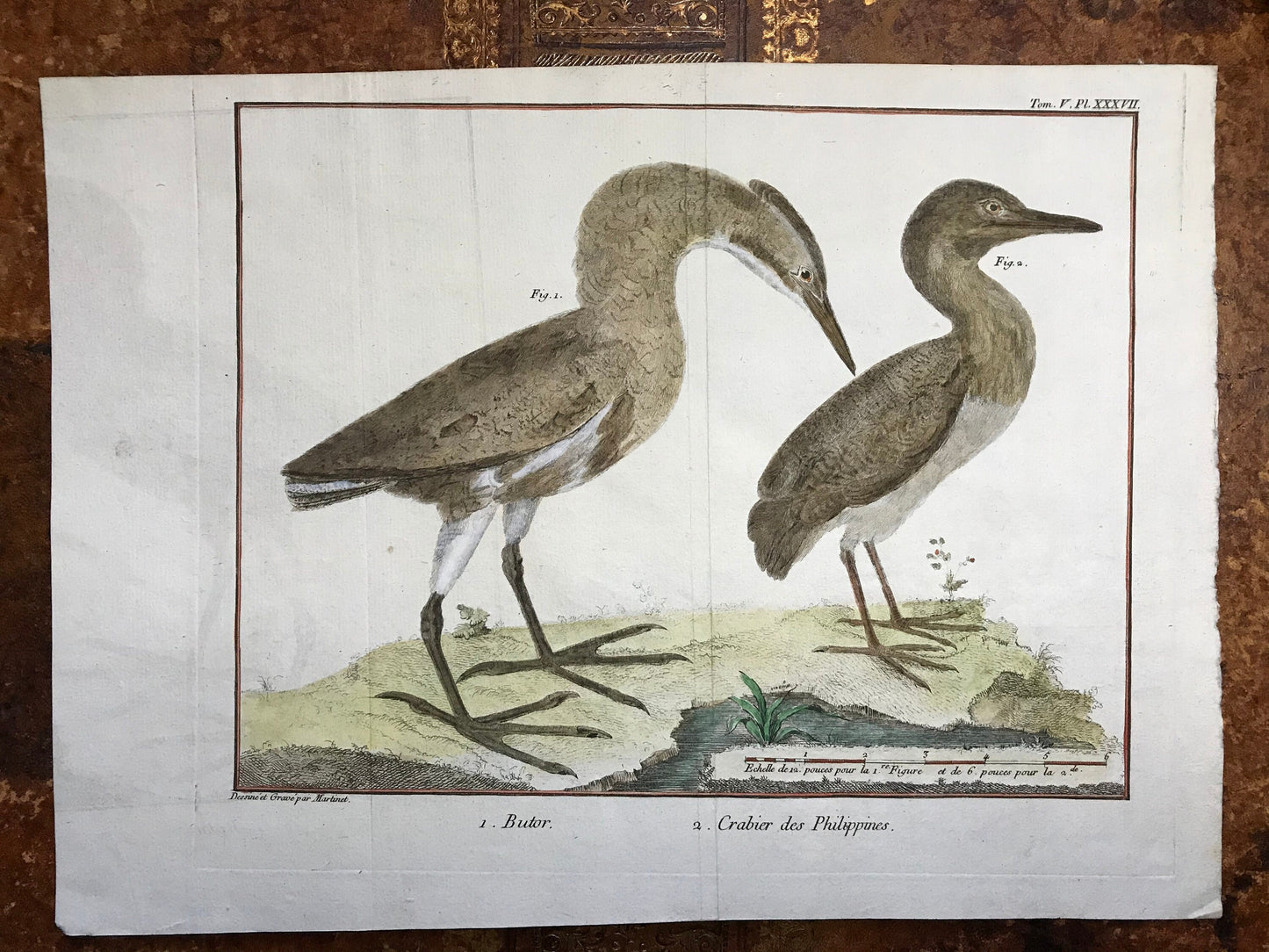 A Copper Plate Engraving of a Bittern and a Squacco Heron by Francois-Nicholas Martinet. Hand coloured. Dated 1770. 25 x 35 cms.