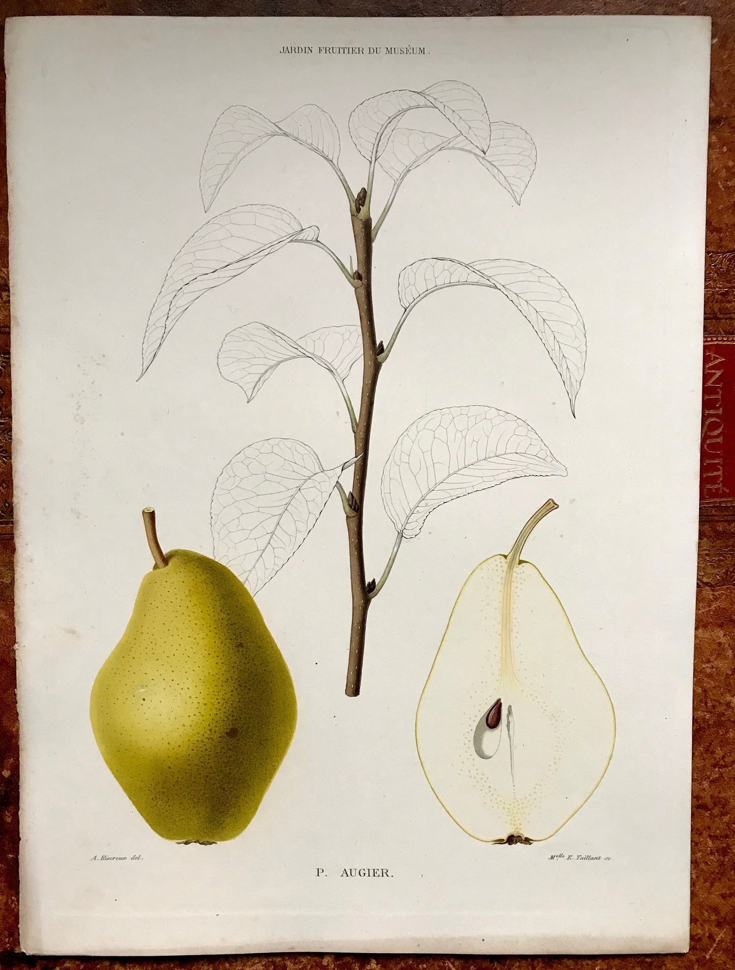 A Set of 6 Original Steel Engravings of Pears. French c. 1865. From Le Jardin Fruitier du Museum by Decaisne. 31.5 x 22.5 cms.
