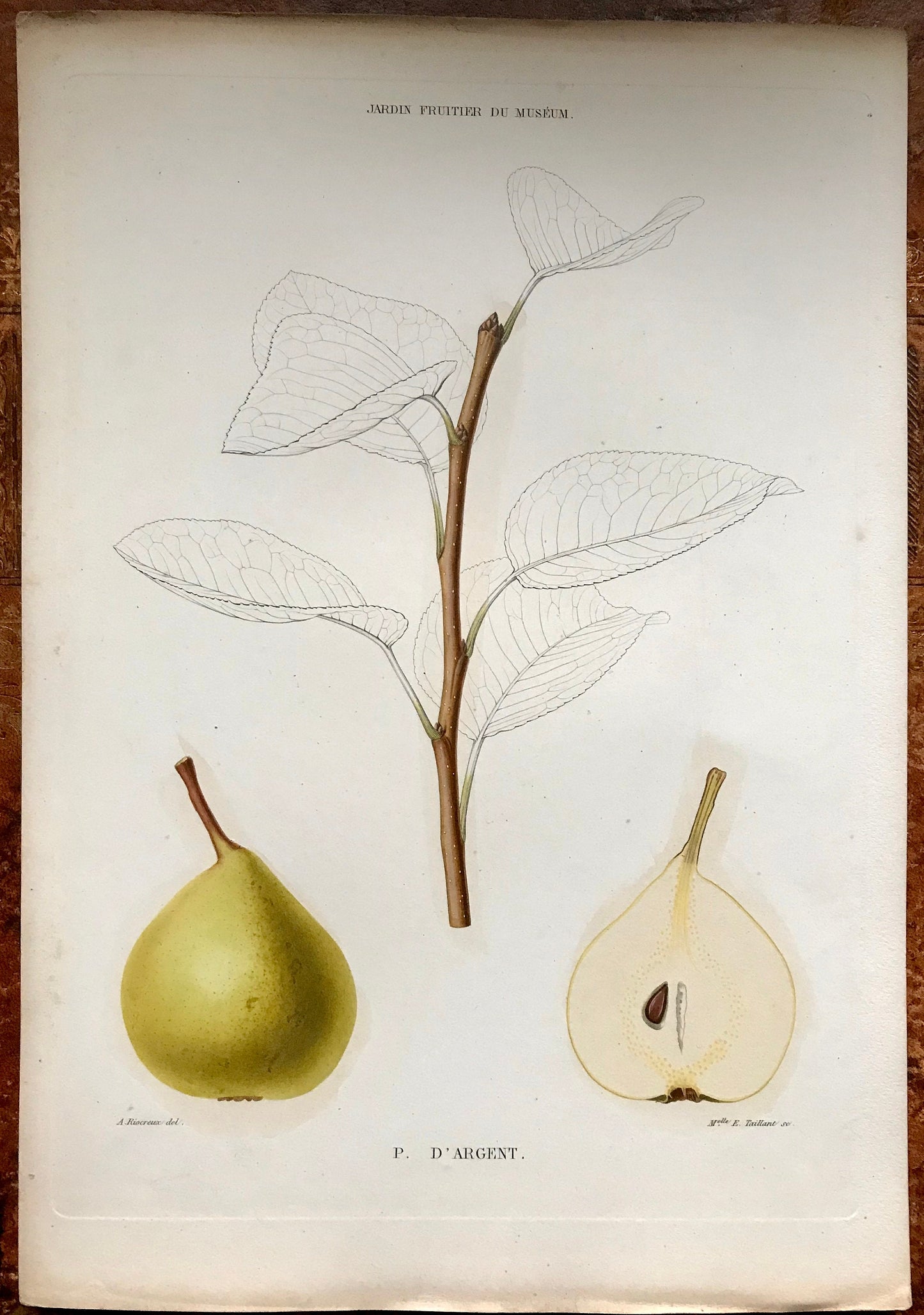 A Set of 6 Original Steel Engravings of Pears. French c. 1865. From Le Jardin Fruitier du Museum by Decaisne. 31.5 x 22.5 cms.