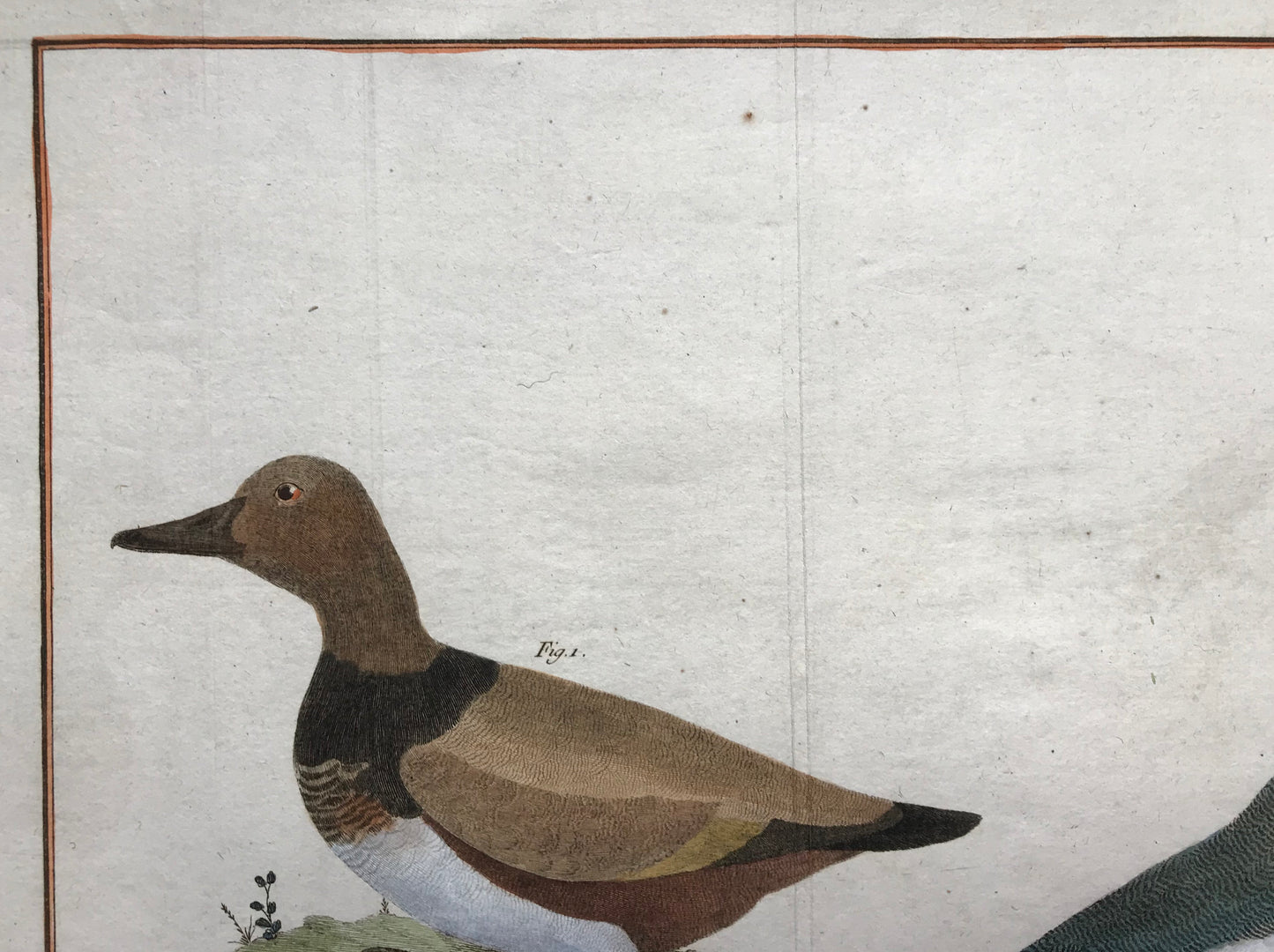 Millouin Male. Canard Siffleur. Engravings of Snowy and Whistling Ducks by Martinet. Hand coloured. Dated 1770. 25 x 35.5 cms.