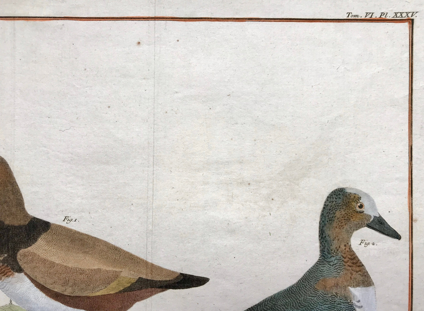 Millouin Male. Canard Siffleur. Engravings of Snowy and Whistling Ducks by Martinet. Hand coloured. Dated 1770. 25 x 35.5 cms.