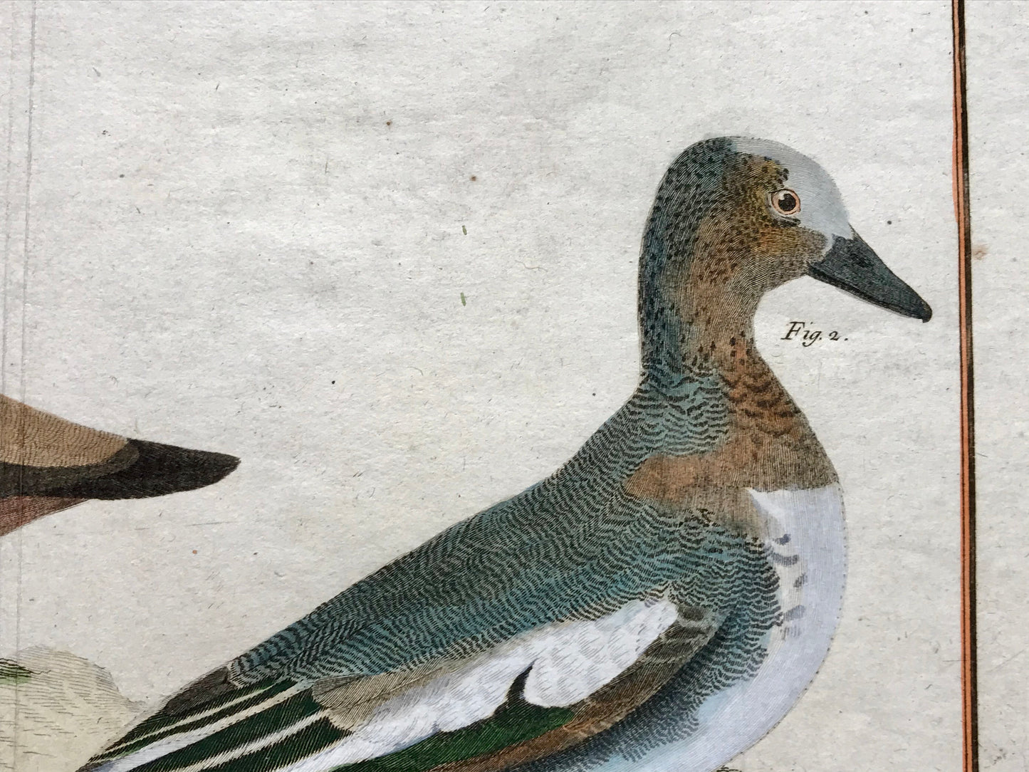 Millouin Male. Canard Siffleur. Engravings of Snowy and Whistling Ducks by Martinet. Hand coloured. Dated 1770. 25 x 35.5 cms.