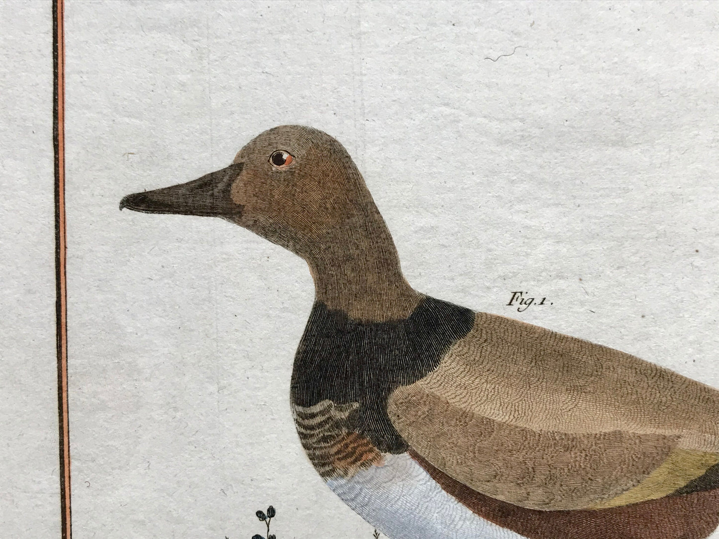 Millouin Male. Canard Siffleur. Engravings of Snowy and Whistling Ducks by Martinet. Hand coloured. Dated 1770. 25 x 35.5 cms.