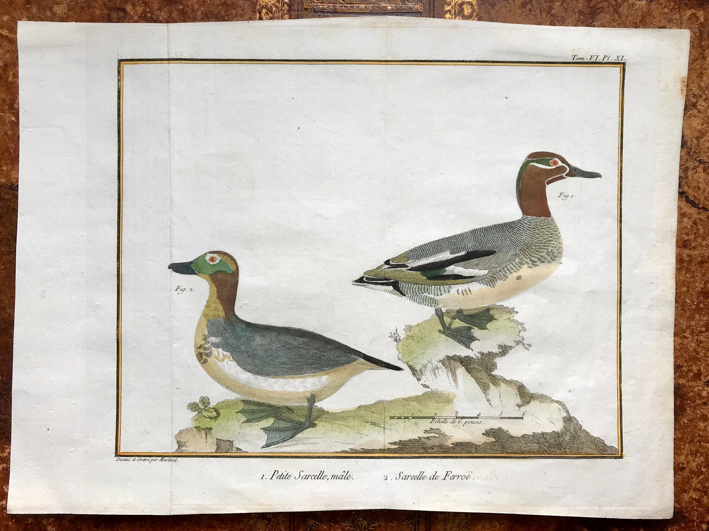 Petit Sarcelle, male. Sarcelle de Ferroe. Engravings of Sarcelle Ducks by Martinet. Hand coloured. Dated 1770. 24.5 x 33.5cms.