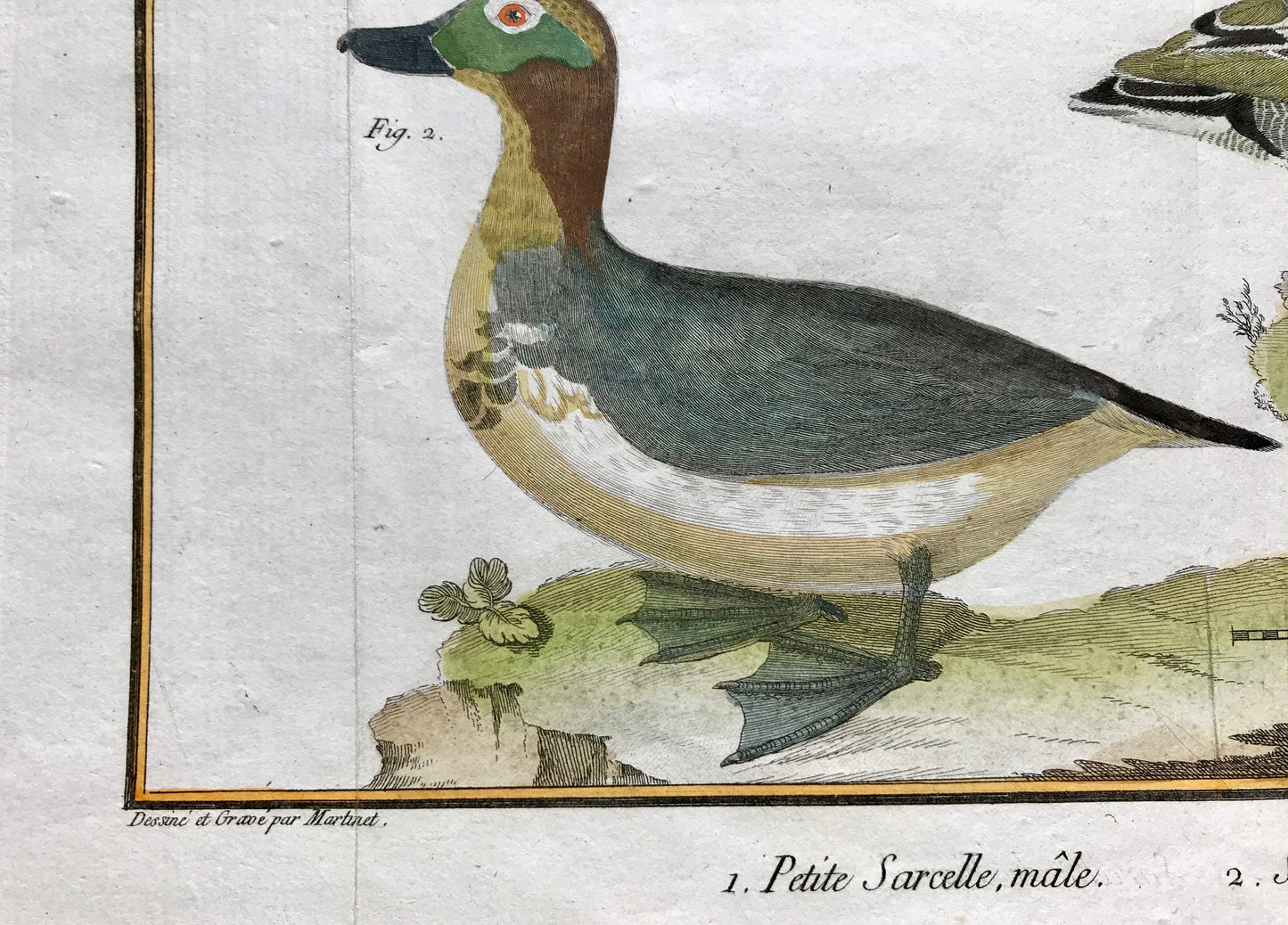 Petit Sarcelle, male. Sarcelle de Ferroe. Engravings of Sarcelle Ducks by Martinet. Hand coloured. Dated 1770. 24.5 x 33.5cms.