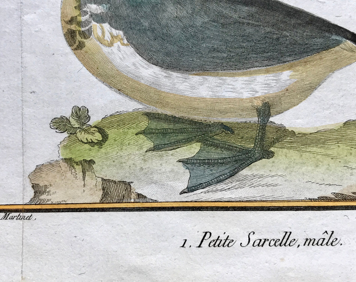 Petit Sarcelle, male. Sarcelle de Ferroe. Engravings of Sarcelle Ducks by Martinet. Hand coloured. Dated 1770. 24.5 x 33.5cms.