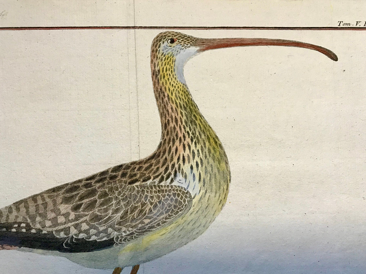 Courby de Madagascar. An Engraving of A Curlew by Francois-Nicholas Martinet. Hand coloured. 1770. Size: 25 x 34.5cms.