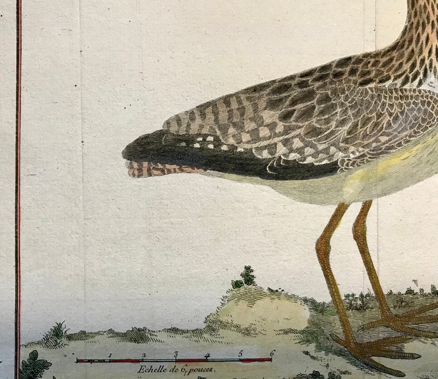 Courby de Madagascar. An Engraving of A Curlew by Francois-Nicholas Martinet. Hand coloured. 1770. Size: 25 x 34.5cms.
