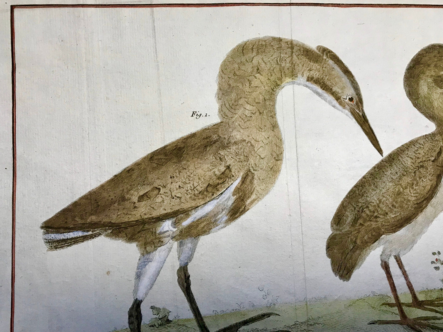 A Copper Plate Engraving of a Bittern and a Squacco Heron by Francois-Nicholas Martinet. Hand coloured. Dated 1770. 25 x 35 cms.