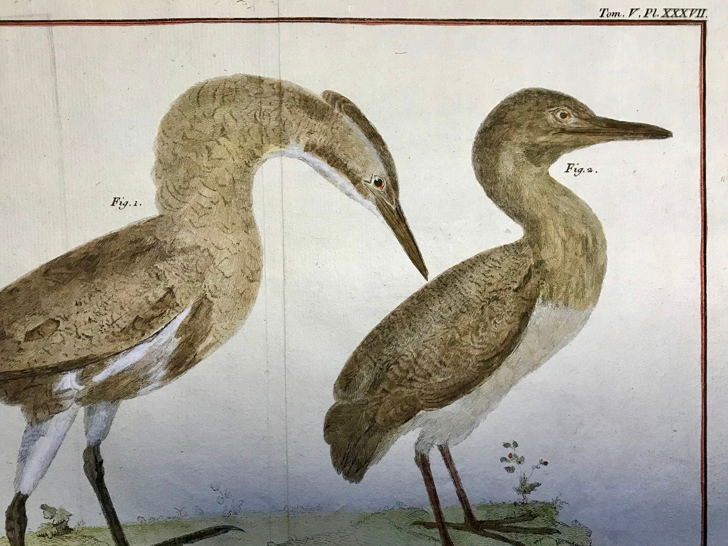 A Copper Plate Engraving of a Bittern and a Squacco Heron by Francois-Nicholas Martinet. Hand coloured. Dated 1770. 25 x 35 cms.
