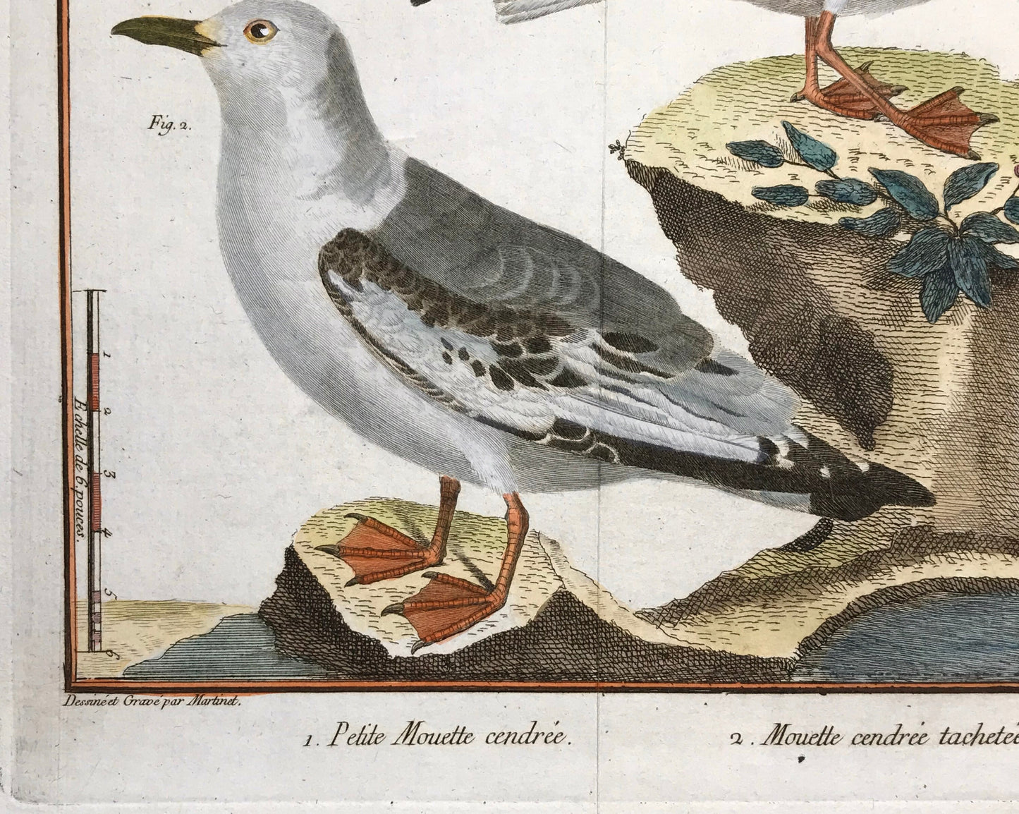 A Copper Plate Engraving of Two Types of Seagull. By Francois-Nicholas Martinet. Hand coloured. Dated 1770. 25 x 34.7 cms.