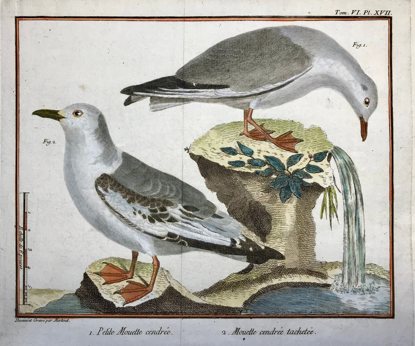 A Copper Plate Engraving of Two Types of Seagull. By Francois-Nicholas Martinet. Hand coloured. Dated 1770. 25 x 34.7 cms.