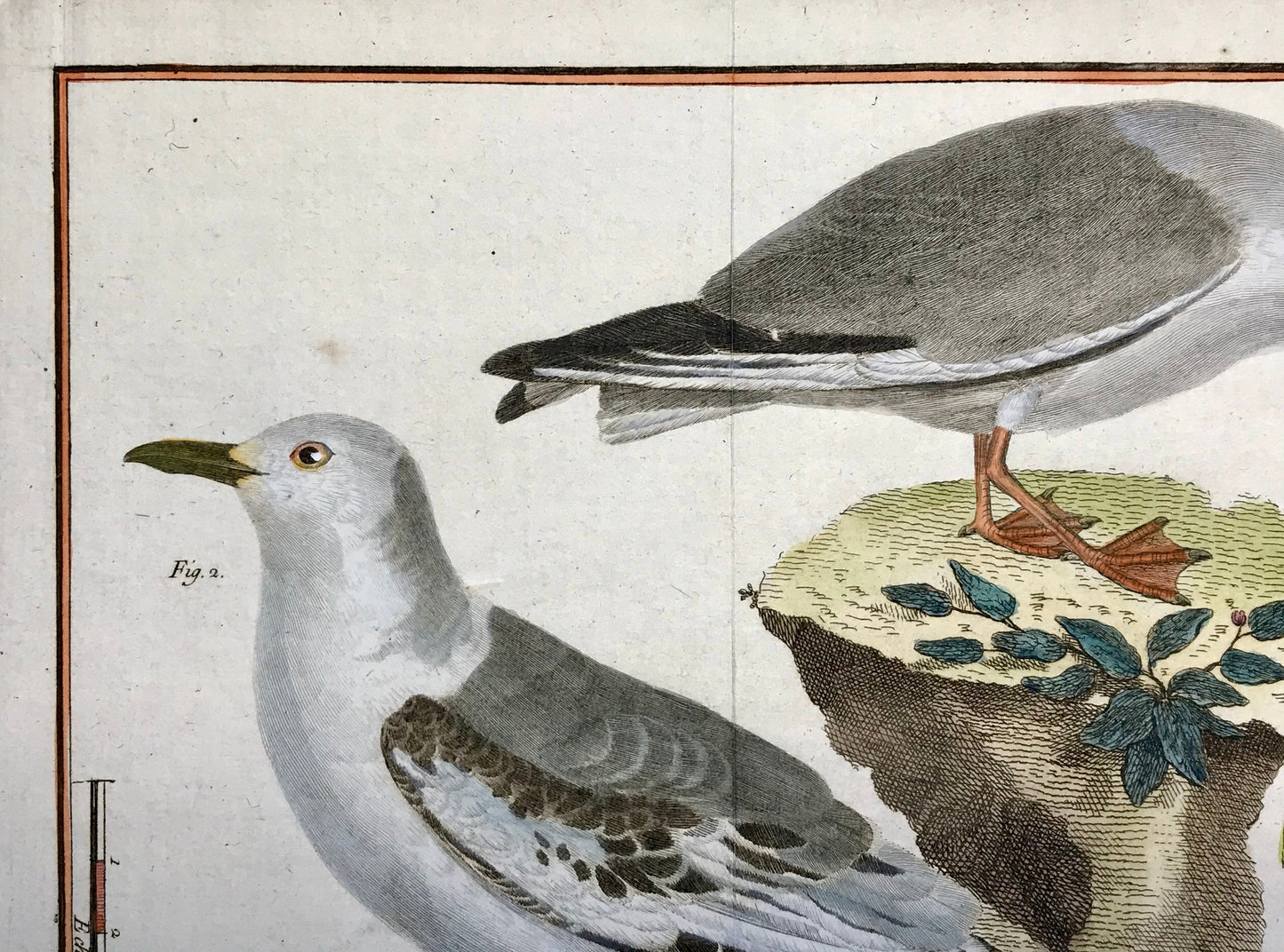 A Copper Plate Engraving of Two Types of Seagull. By Francois-Nicholas Martinet. Hand coloured. Dated 1770. 25 x 34.7 cms.