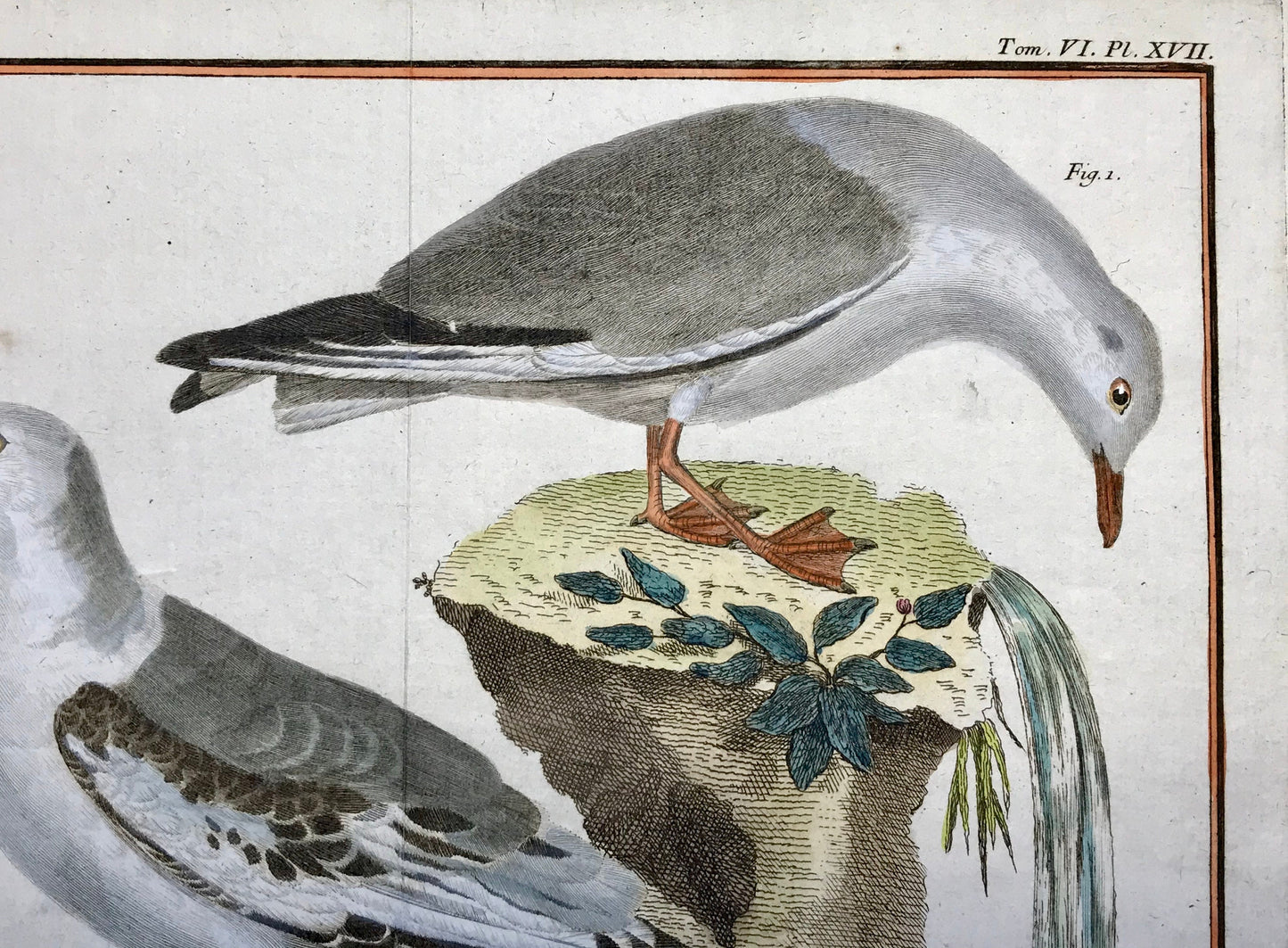 A Copper Plate Engraving of Two Types of Seagull. By Francois-Nicholas Martinet. Hand coloured. Dated 1770. 25 x 34.7 cms.