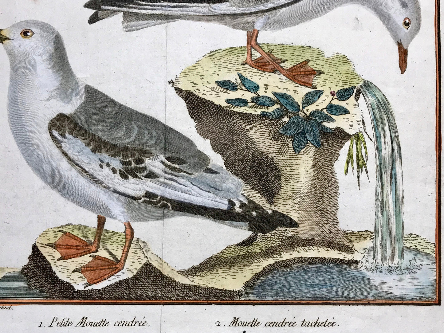 A Copper Plate Engraving of Two Types of Seagull. By Francois-Nicholas Martinet. Hand coloured. Dated 1770. 25 x 34.7 cms.