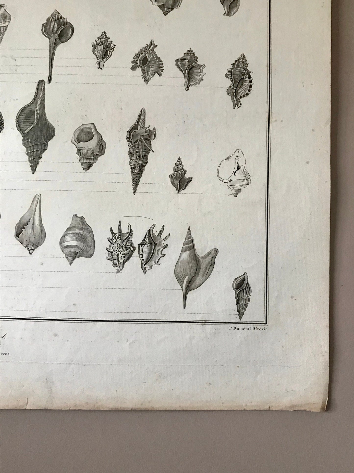 An Antique Poster Sized Engraving of Shells. (1827) From Le Regne Animal by Baron Cuvier. Drawn by Comte. Engraved by Remond. 57.5 x 83cms.