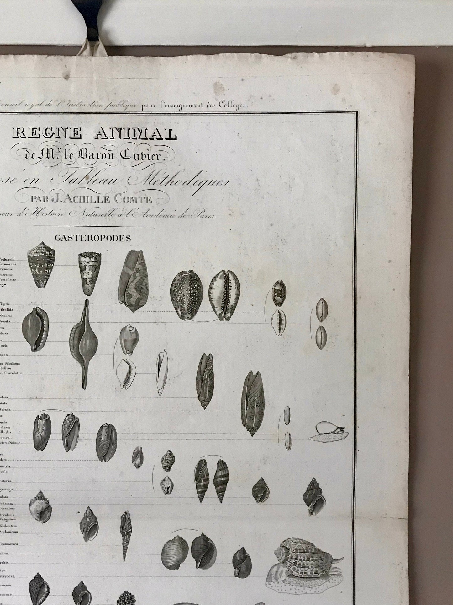 An Antique Poster Sized Engraving of Shells. (1827) From Le Regne Animal by Baron Cuvier. Drawn by Comte. Engraved by Remond. 57.5 x 83cms.