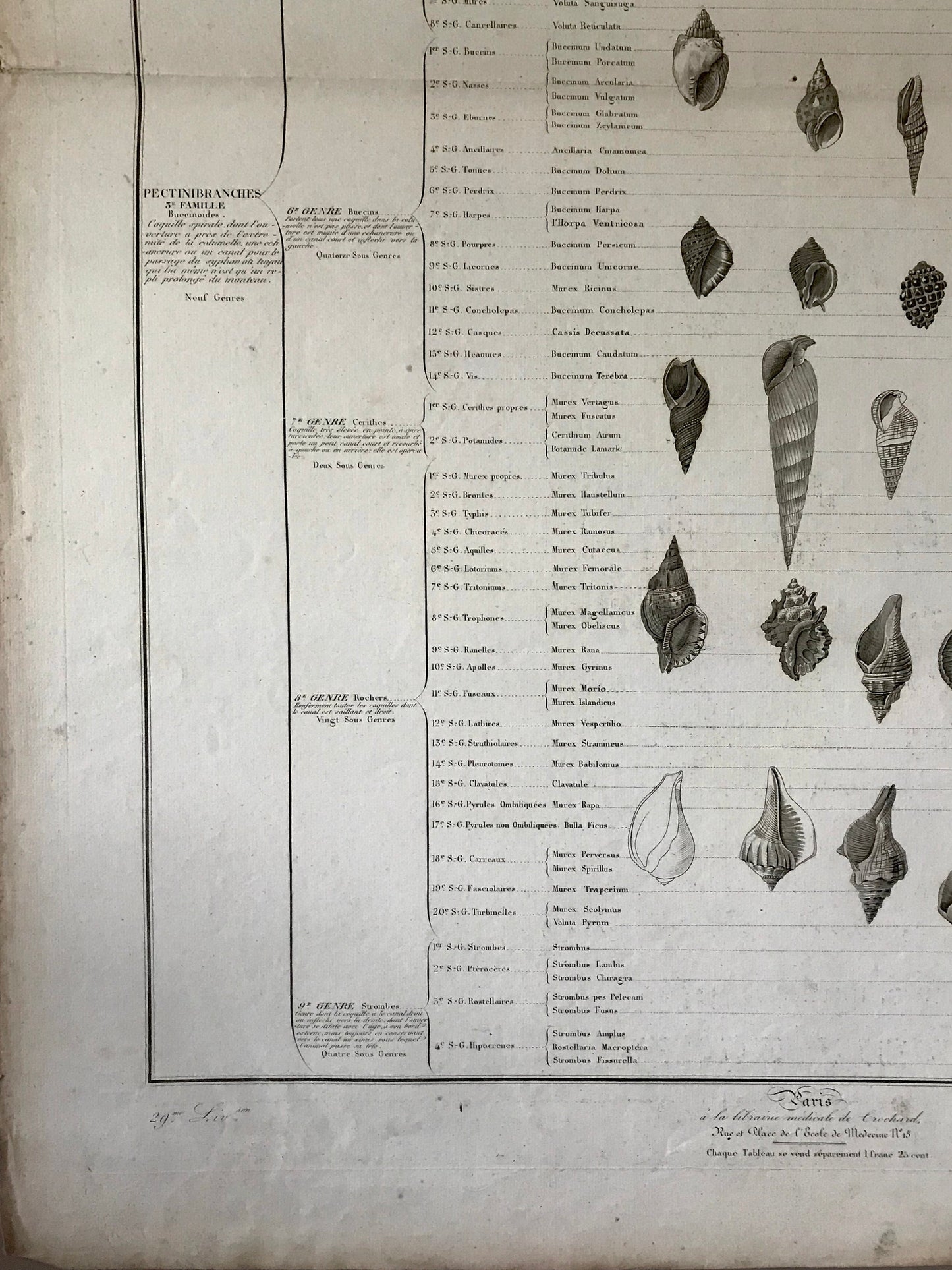 An Antique Poster Sized Engraving of Shells. (1827) From Le Regne Animal by Baron Cuvier. Drawn by Comte. Engraved by Remond. 57.5 x 83cms.