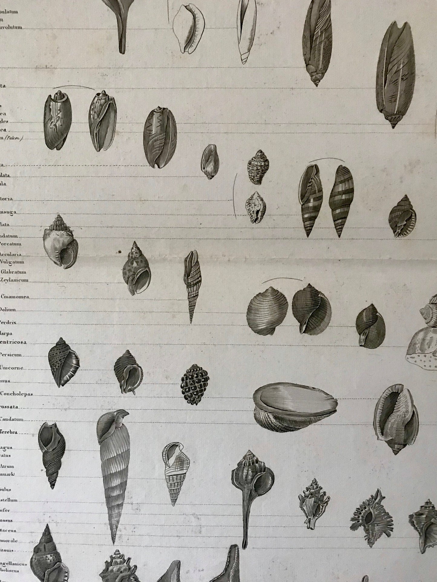 An Antique Poster Sized Engraving of Shells. (1827) From Le Regne Animal by Baron Cuvier. Drawn by Comte. Engraved by Remond. 57.5 x 83cms.