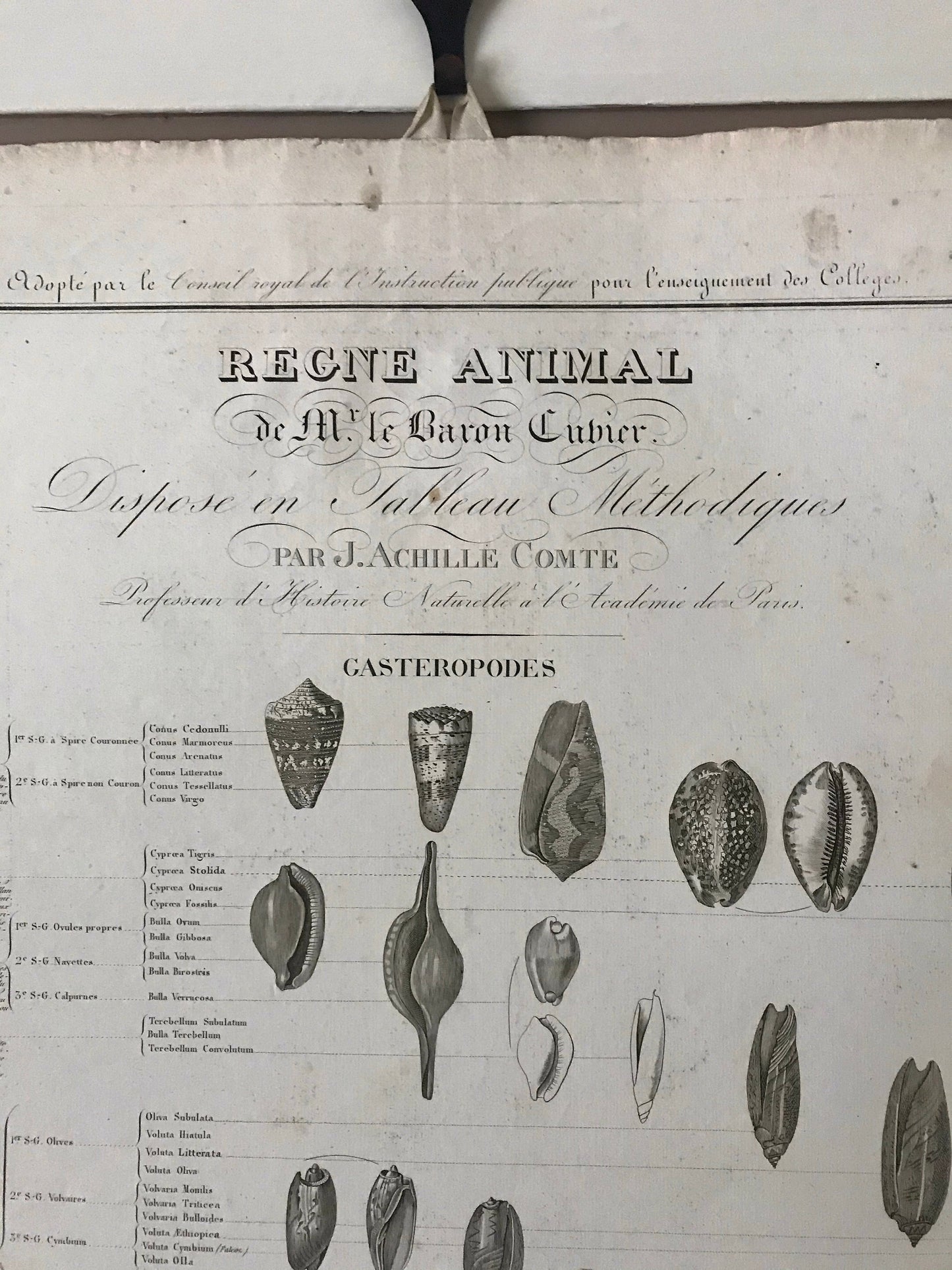 An Antique Poster Sized Engraving of Shells. (1827) From Le Regne Animal by Baron Cuvier. Drawn by Comte. Engraved by Remond. 57.5 x 83cms.