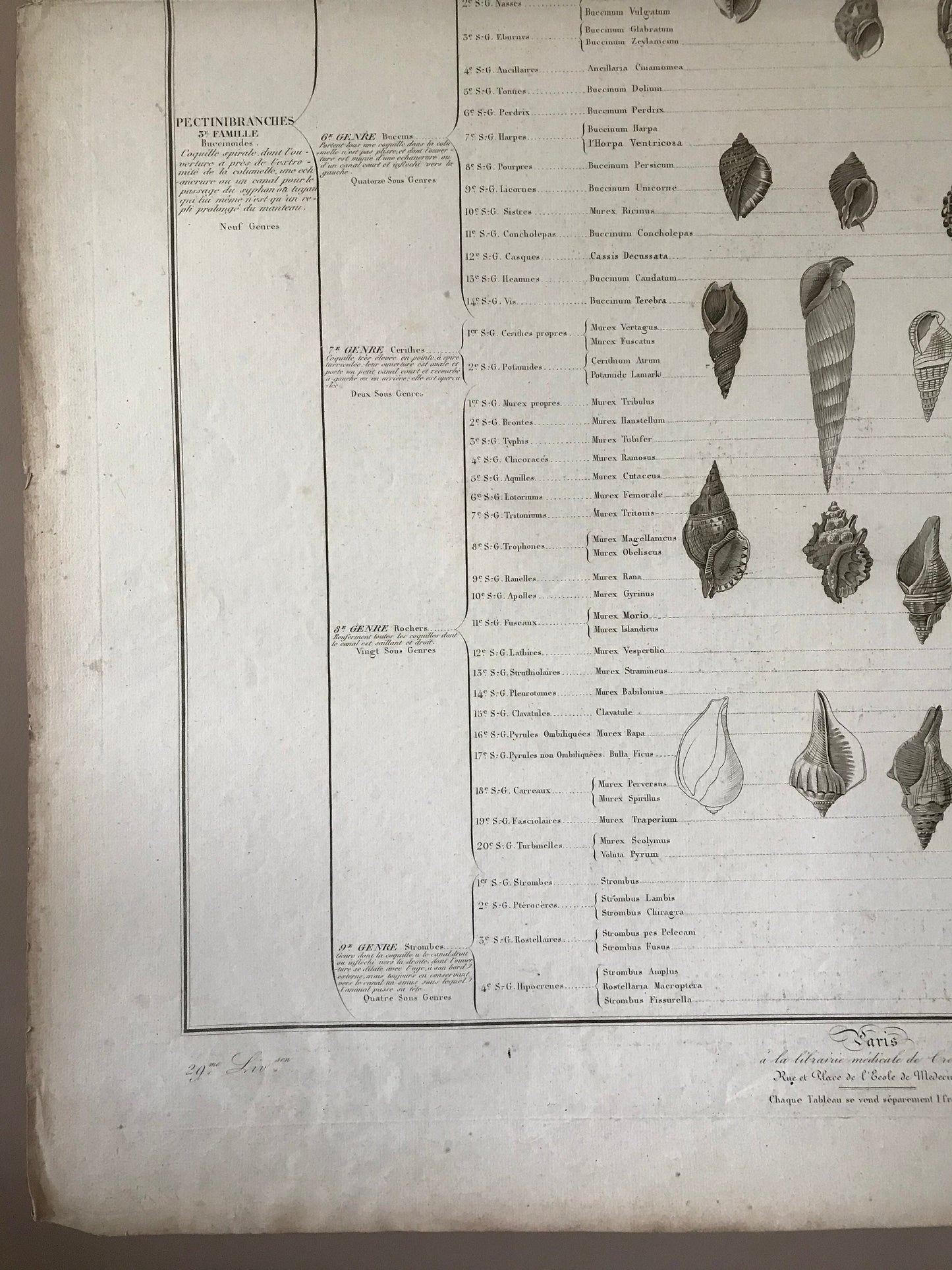 An Antique Poster Sized Engraving of Shells. (1827) From Le Regne Animal by Baron Cuvier. Drawn by Comte. Engraved by Remond. 57.5 x 83cms.