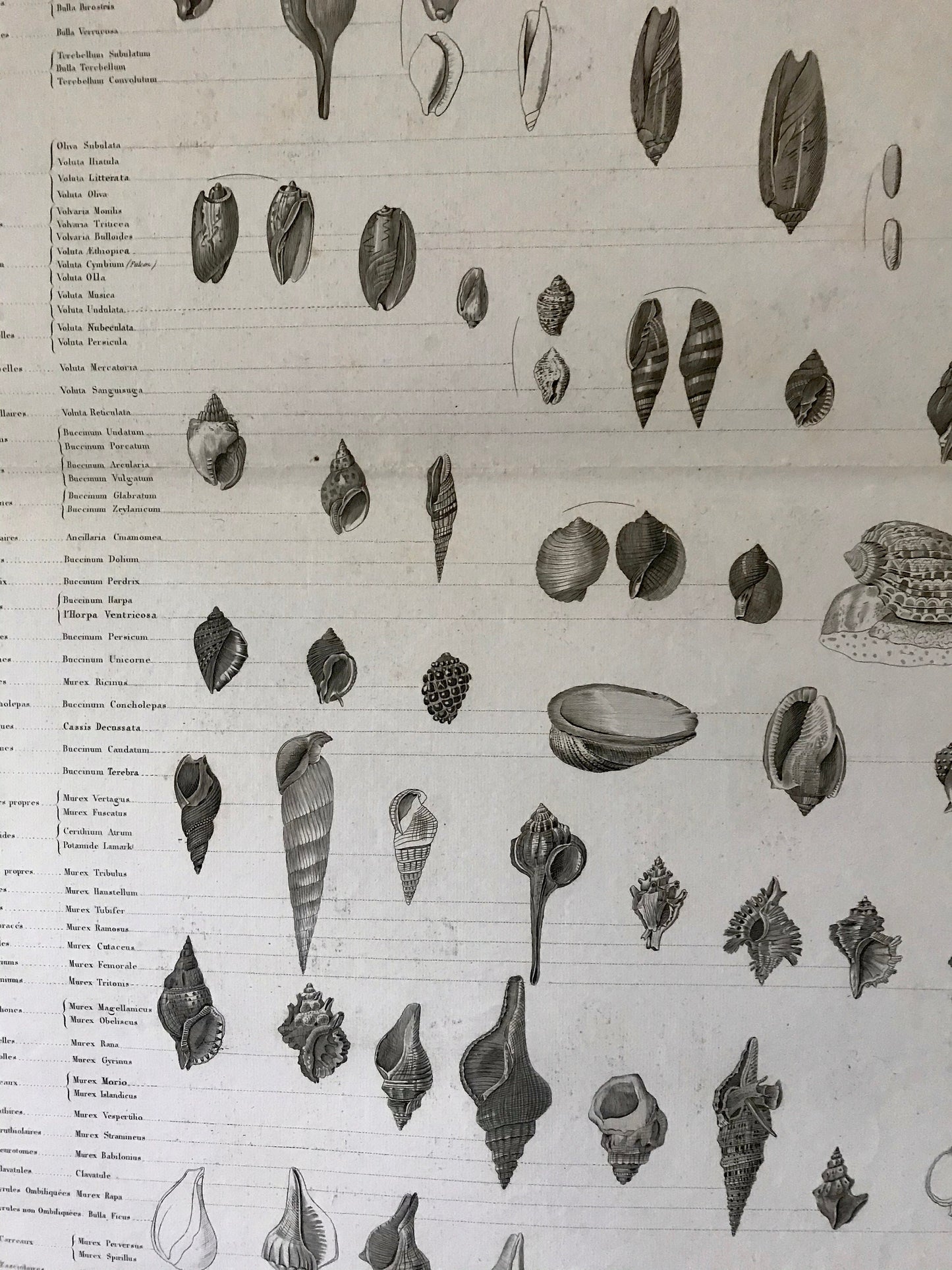 An Antique Poster Sized Engraving of Shells. (1827) From Le Regne Animal by Baron Cuvier. Drawn by Comte. Engraved by Remond. 57.5 x 83cms.