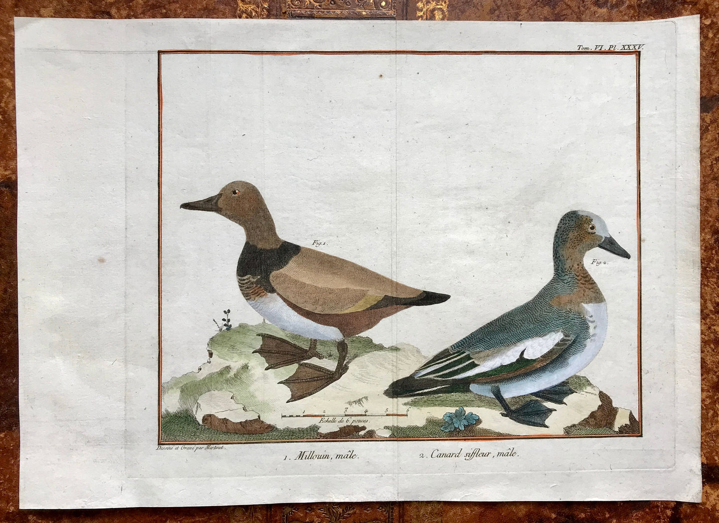 Millouin Male. Canard Siffleur. Engravings of Snowy and Whistling Ducks by Martinet. Hand coloured. Dated 1770. 25 x 35.5 cms.