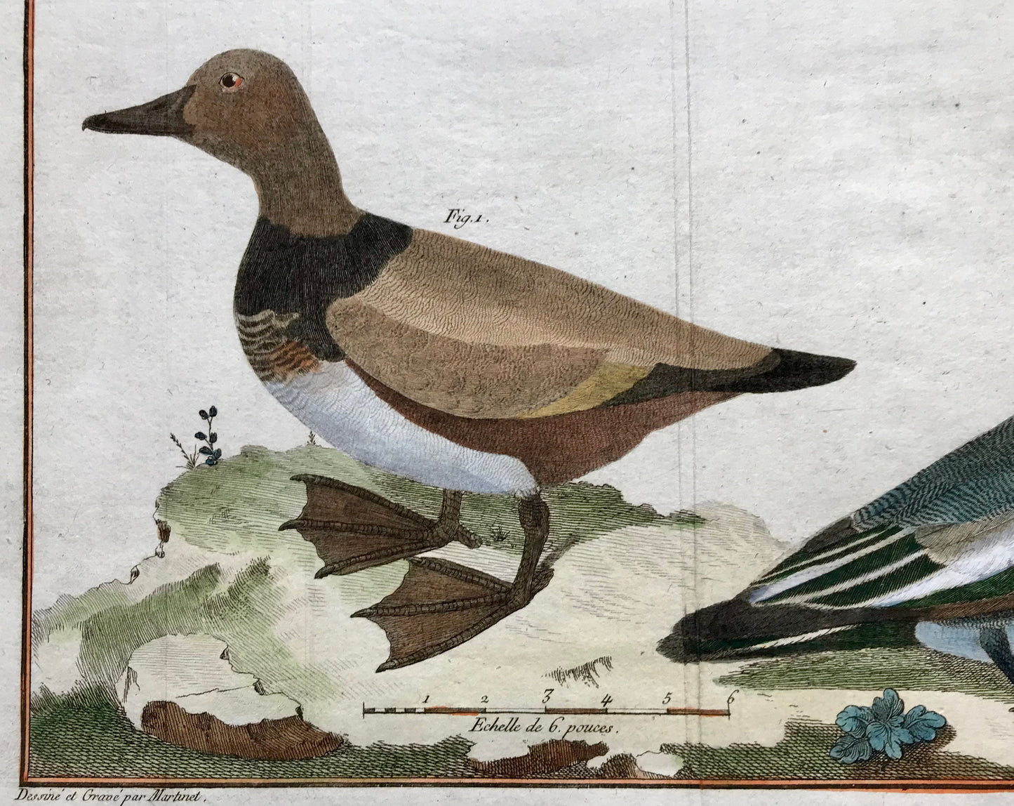 Millouin Male. Canard Siffleur. Engravings of Snowy and Whistling Ducks by Martinet. Hand coloured. Dated 1770. 25 x 35.5 cms.