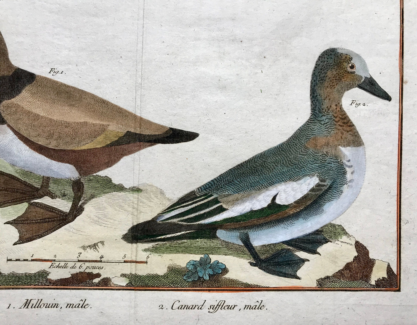 Millouin Male. Canard Siffleur. Engravings of Snowy and Whistling Ducks by Martinet. Hand coloured. Dated 1770. 25 x 35.5 cms.