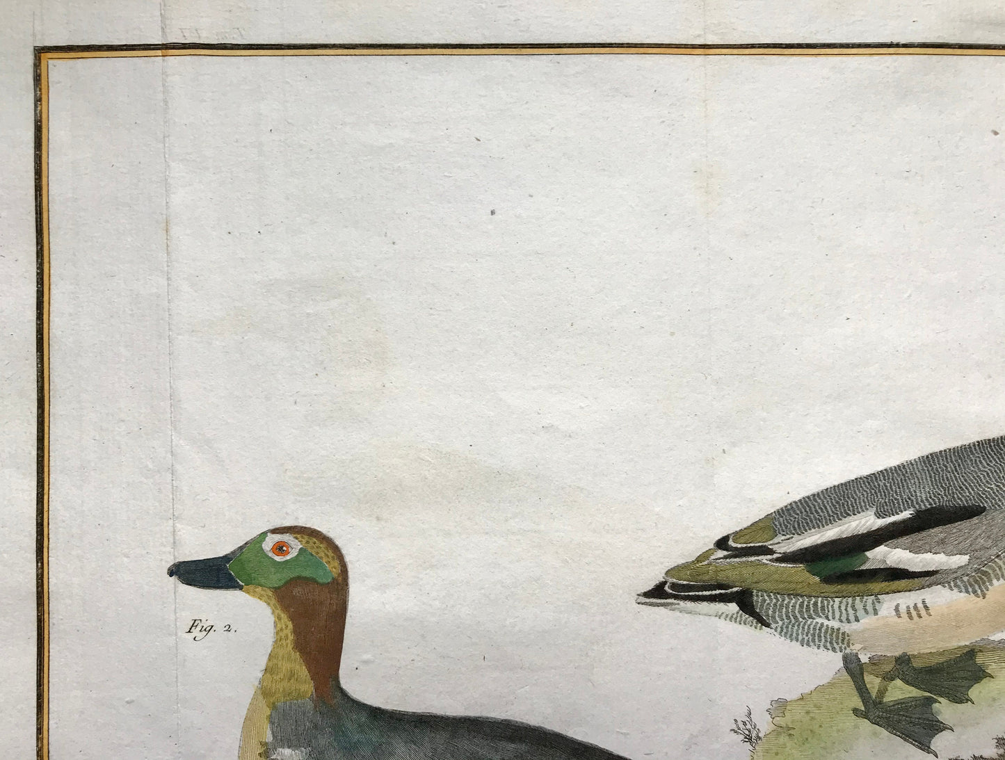 Petit Sarcelle, male. Sarcelle de Ferroe. Engravings of Sarcelle Ducks by Martinet. Hand coloured. Dated 1770. 24.5 x 33.5cms.