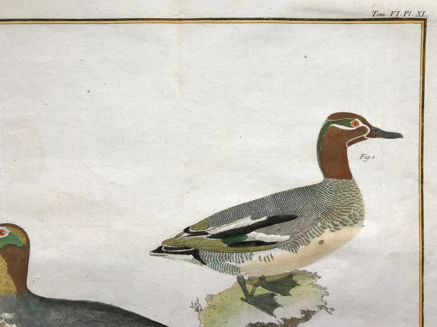 Petit Sarcelle, male. Sarcelle de Ferroe. Engravings of Sarcelle Ducks by Martinet. Hand coloured. Dated 1770. 24.5 x 33.5cms.