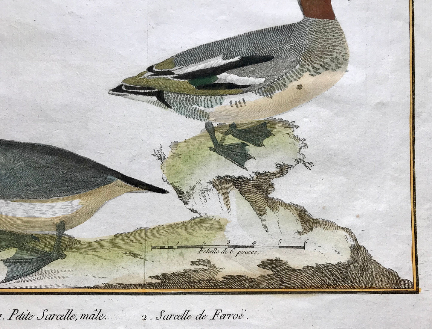 Petit Sarcelle, male. Sarcelle de Ferroe. Engravings of Sarcelle Ducks by Martinet. Hand coloured. Dated 1770. 24.5 x 33.5cms.
