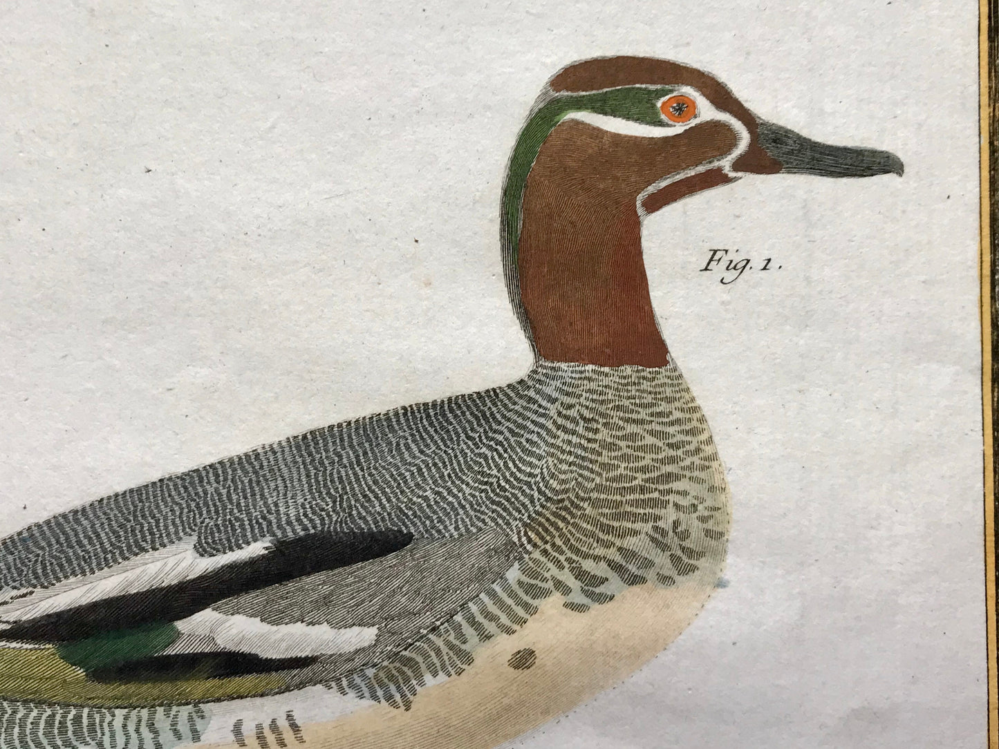 Petit Sarcelle, male. Sarcelle de Ferroe. Engravings of Sarcelle Ducks by Martinet. Hand coloured. Dated 1770. 24.5 x 33.5cms.