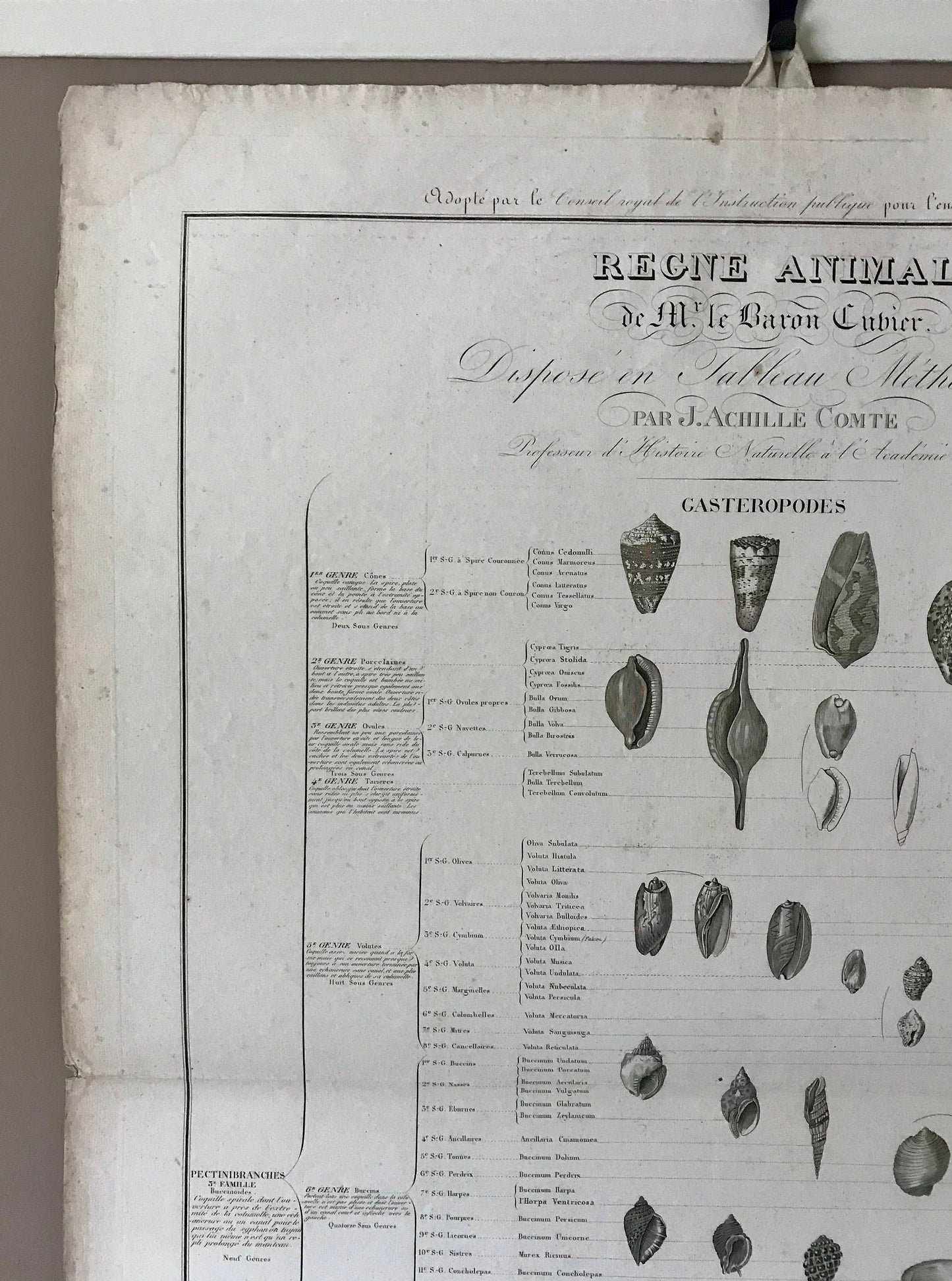 An Antique Poster Sized Engraving of Shells. (1827) From Le Regne Animal by Baron Cuvier. Drawn by Comte. Engraved by Remond. 57.5 x 83cms.