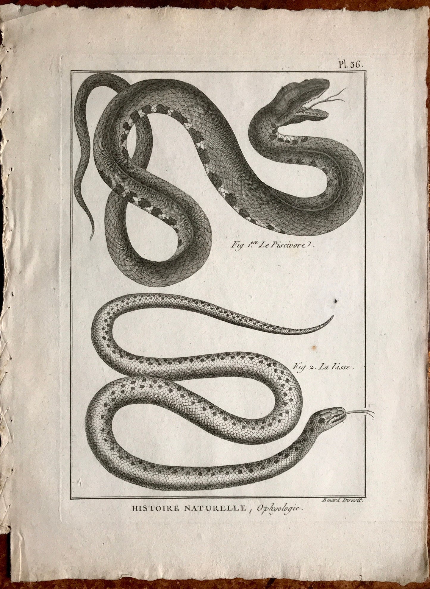 A Set of Six Engravings of Snakes. From The Tableau Encyclopedique. C.1790. Good size: 12” x 9.25 “approx (31.5 cms x 23cms)