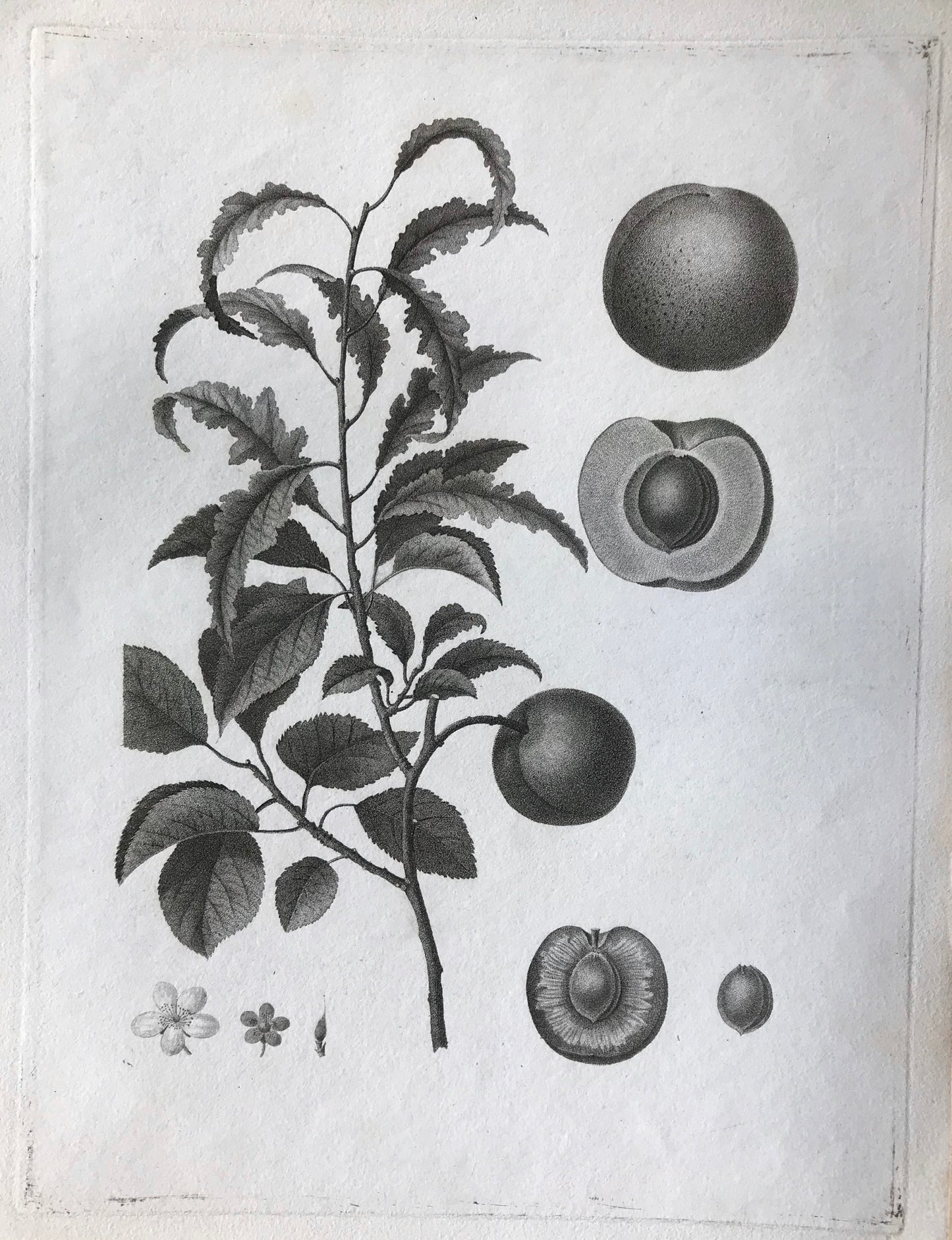 An Original 18th Century Engraving of a Peach Twig. With Detail of Fruit and Flower. French. By Debeuil. 13 1/4 x 10 inches.