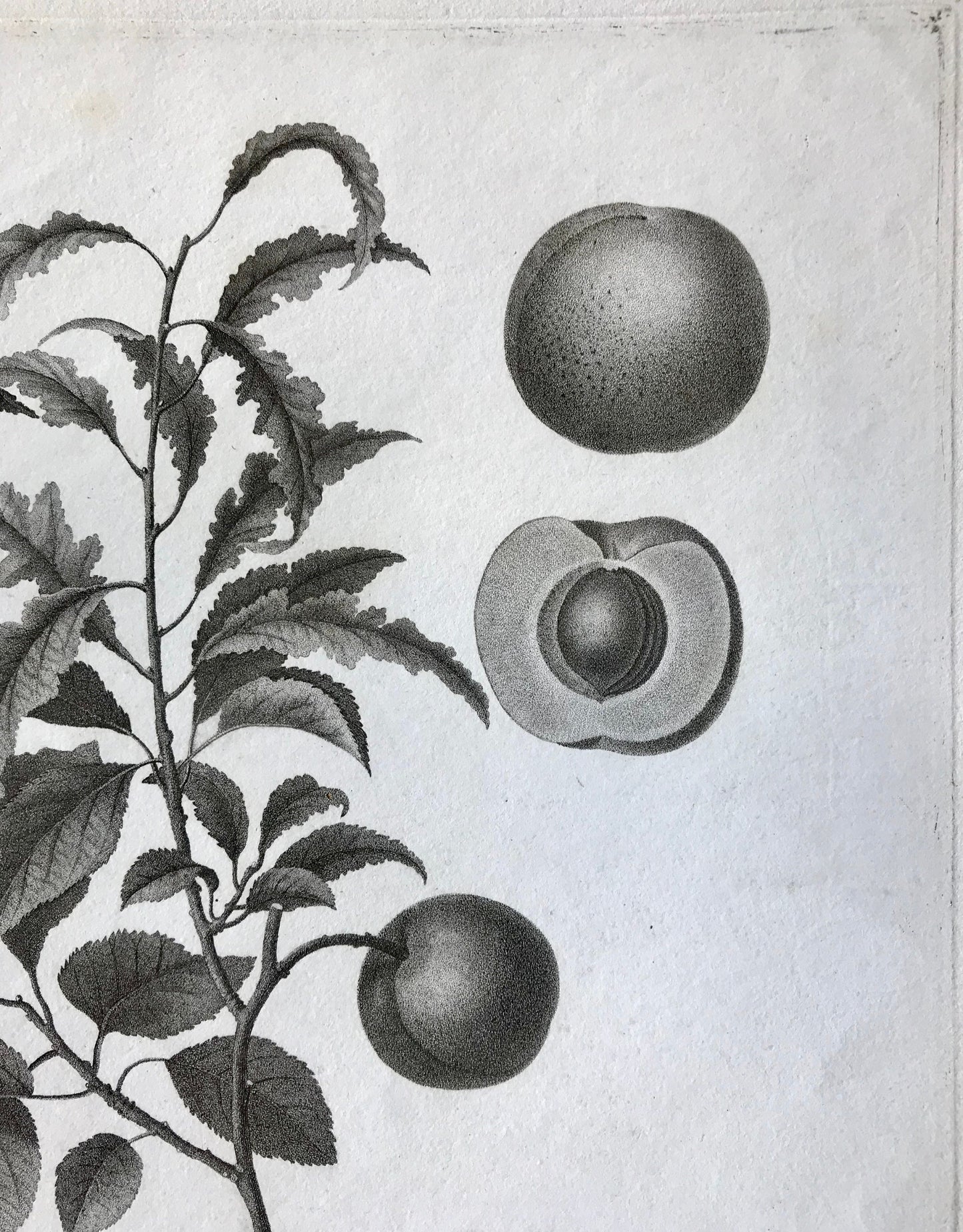 An Original 18th Century Engraving of a Peach Twig. With Detail of Fruit and Flower. French. By Debeuil. 13 1/4 x 10 inches.