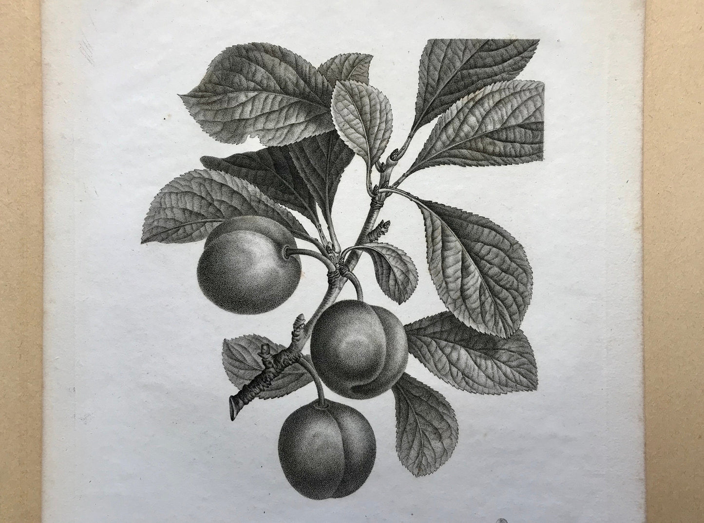 An Original 18th Century Engraving of a Plum Tree. With details of fruit and flower. French. By Debeuil. 13 1/4 x 10 inches.
