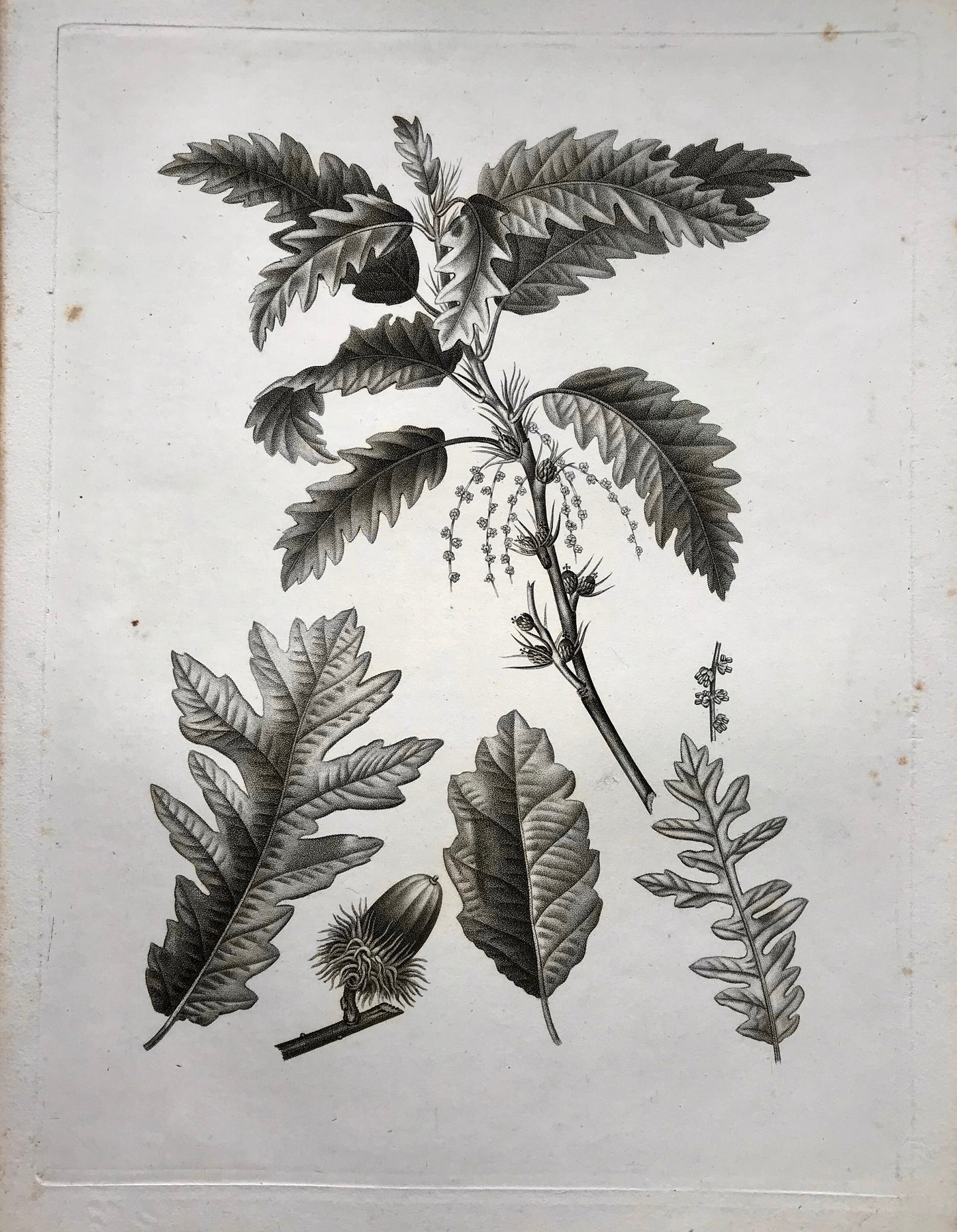 An Original 18th Century Engraving of A Sprig of Oak Tree. With Details of Leaves and Acorn. French. By Debeuil. 13 1/4 x 10 inches.