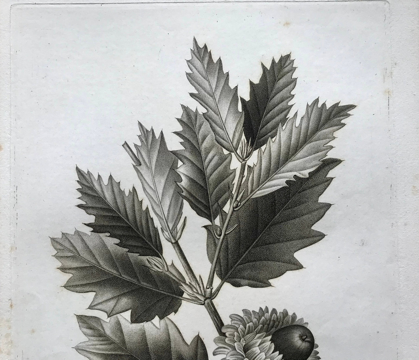 An Original 18th Century Engraving of an Oak Twig. French. By Debeuil. 13 1/4 x 10 inches.