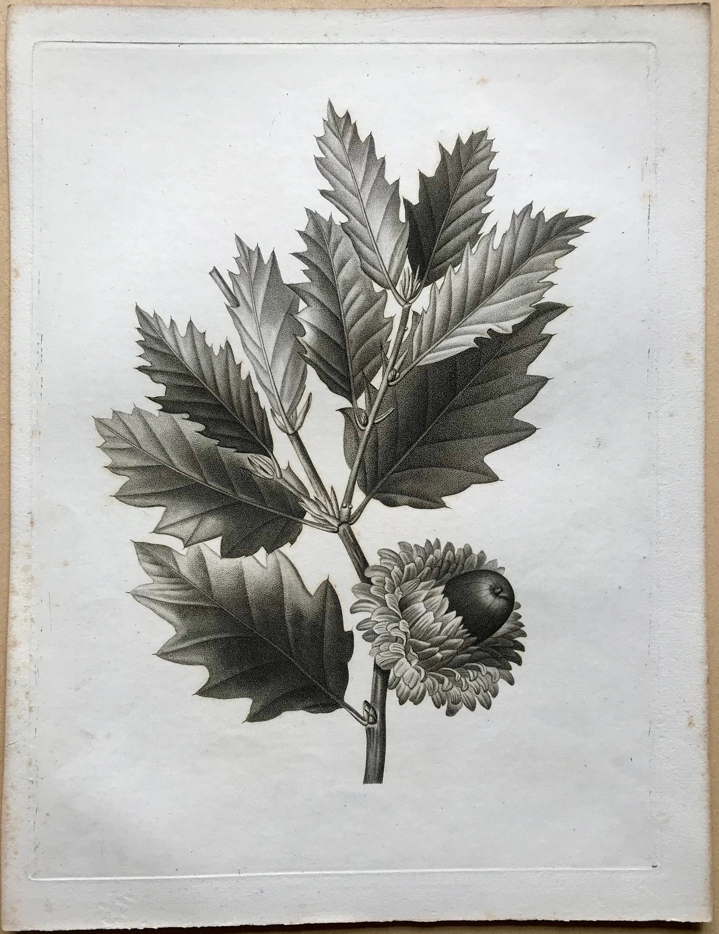 An Original 18th Century Engraving of an Oak Twig. French. By Debeuil. 13 1/4 x 10 inches.