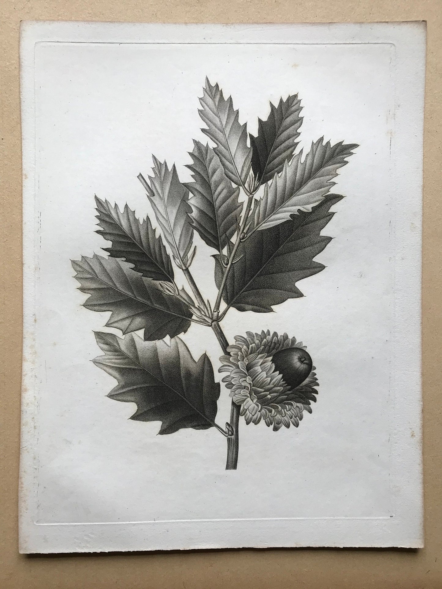 An Original 18th Century Engraving of an Oak Twig. French. By Debeuil. 13 1/4 x 10 inches.