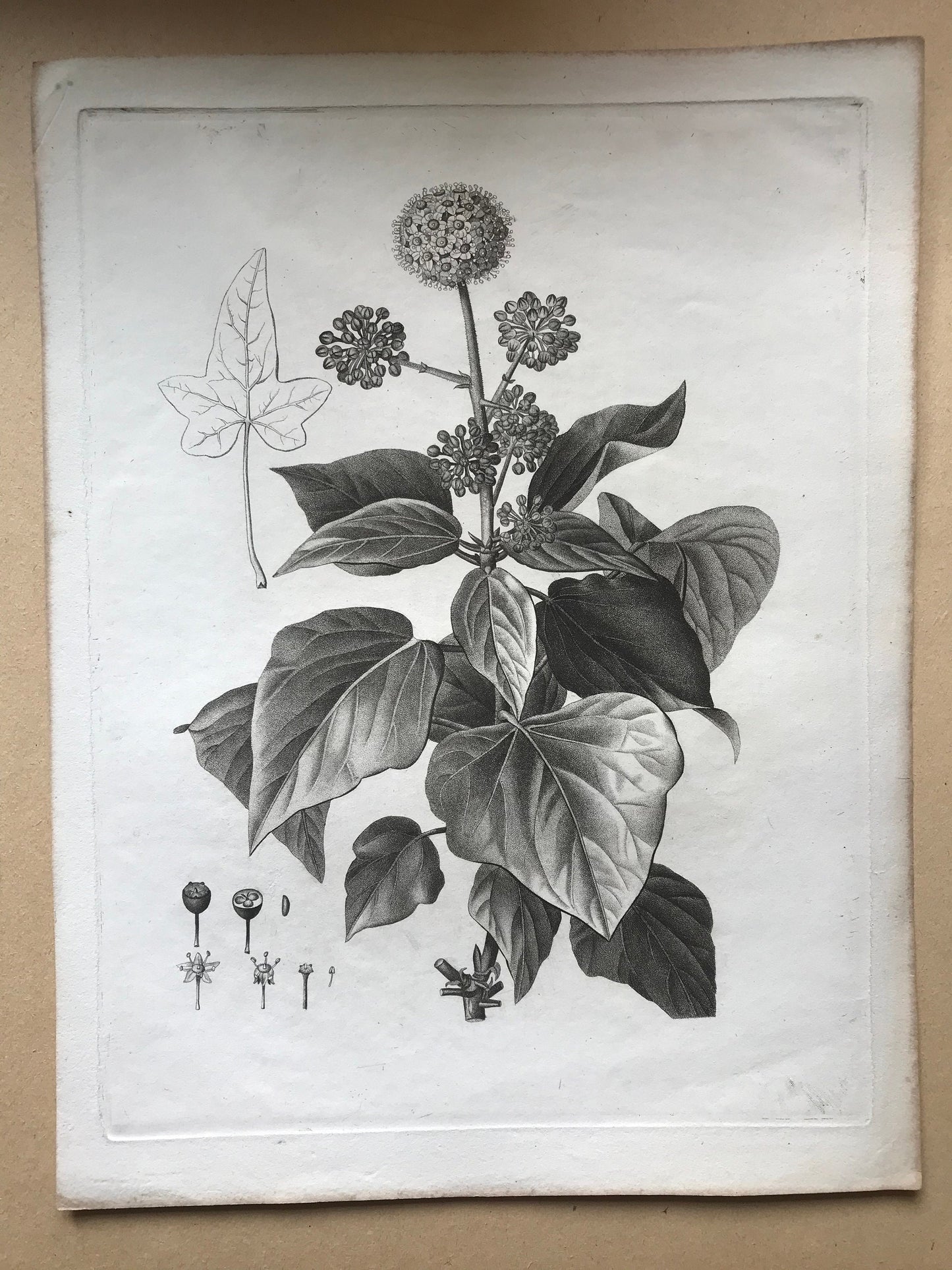 An Original 18th Century Engraving of a Sprig of Ivy in flower. With details of flower and berry. French. By Debeuil. 13 1/4 x 10 inches.