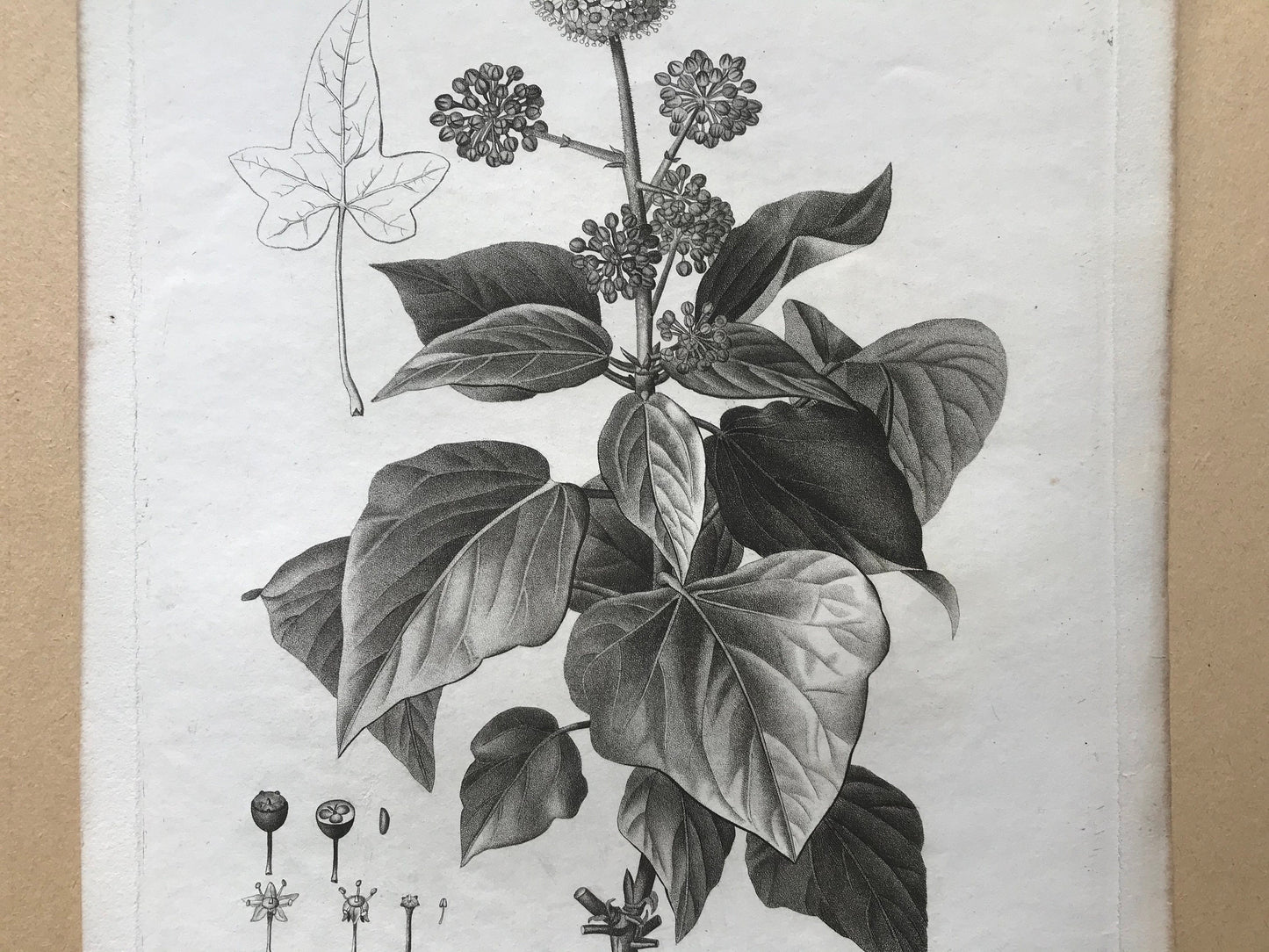 An Original 18th Century Engraving of a Sprig of Ivy in flower. With details of flower and berry. French. By Debeuil. 13 1/4 x 10 inches.