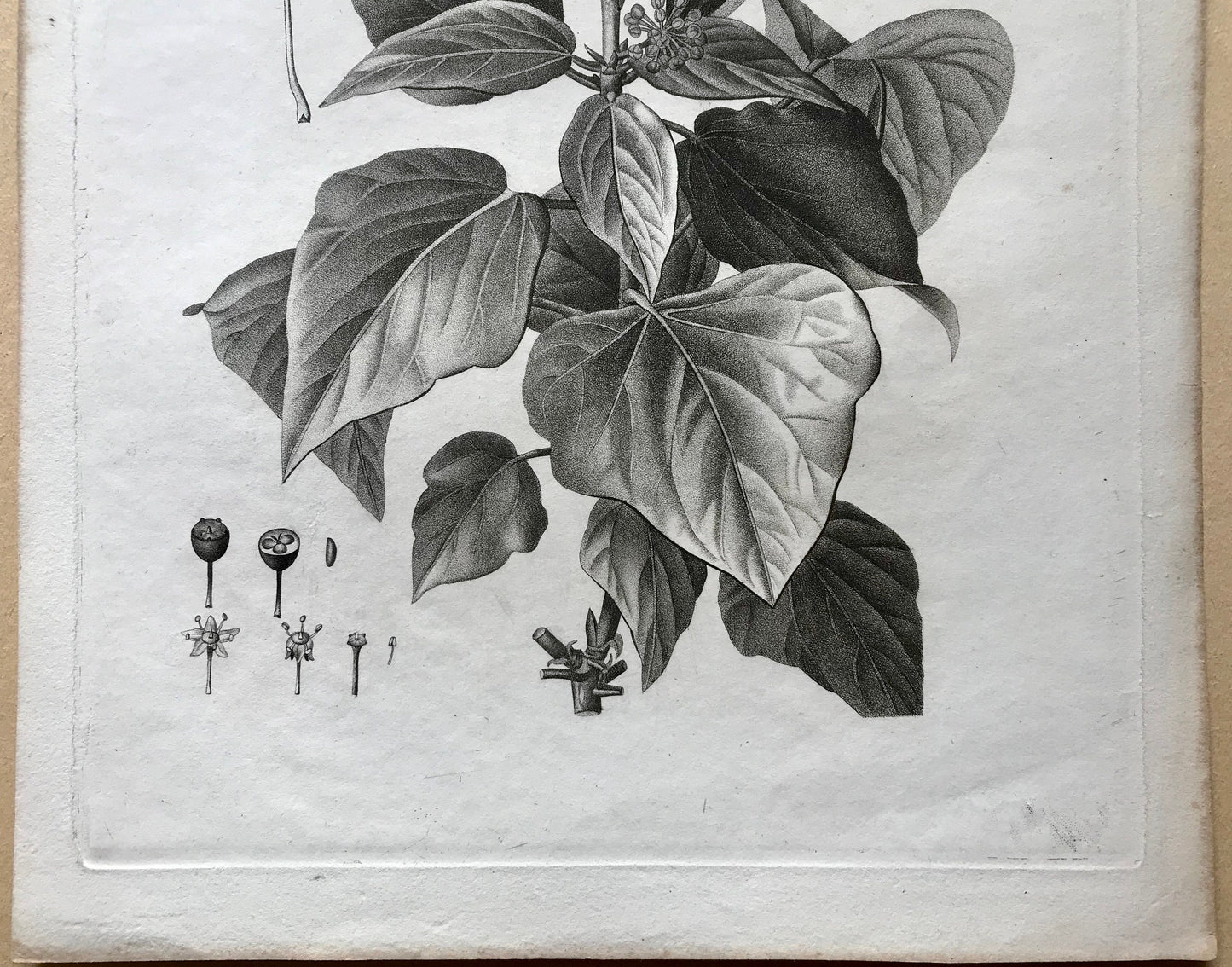 An Original 18th Century Engraving of a Sprig of Ivy in flower. With details of flower and berry. French. By Debeuil. 13 1/4 x 10 inches.