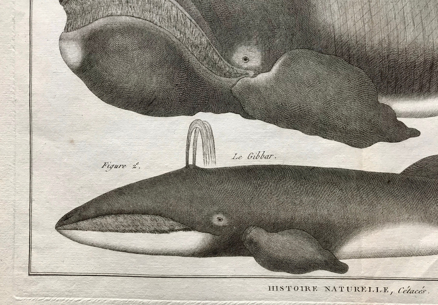 An Antique Engraving of Whales. Black and White. Engraved by Bernard Direxit. French c. 1827. Very Good Condition. 46 x 31 cms.